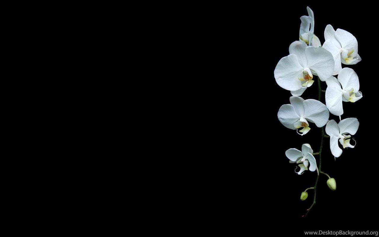 1280x800 Orchid Wallpaper HD Download Desktop Background