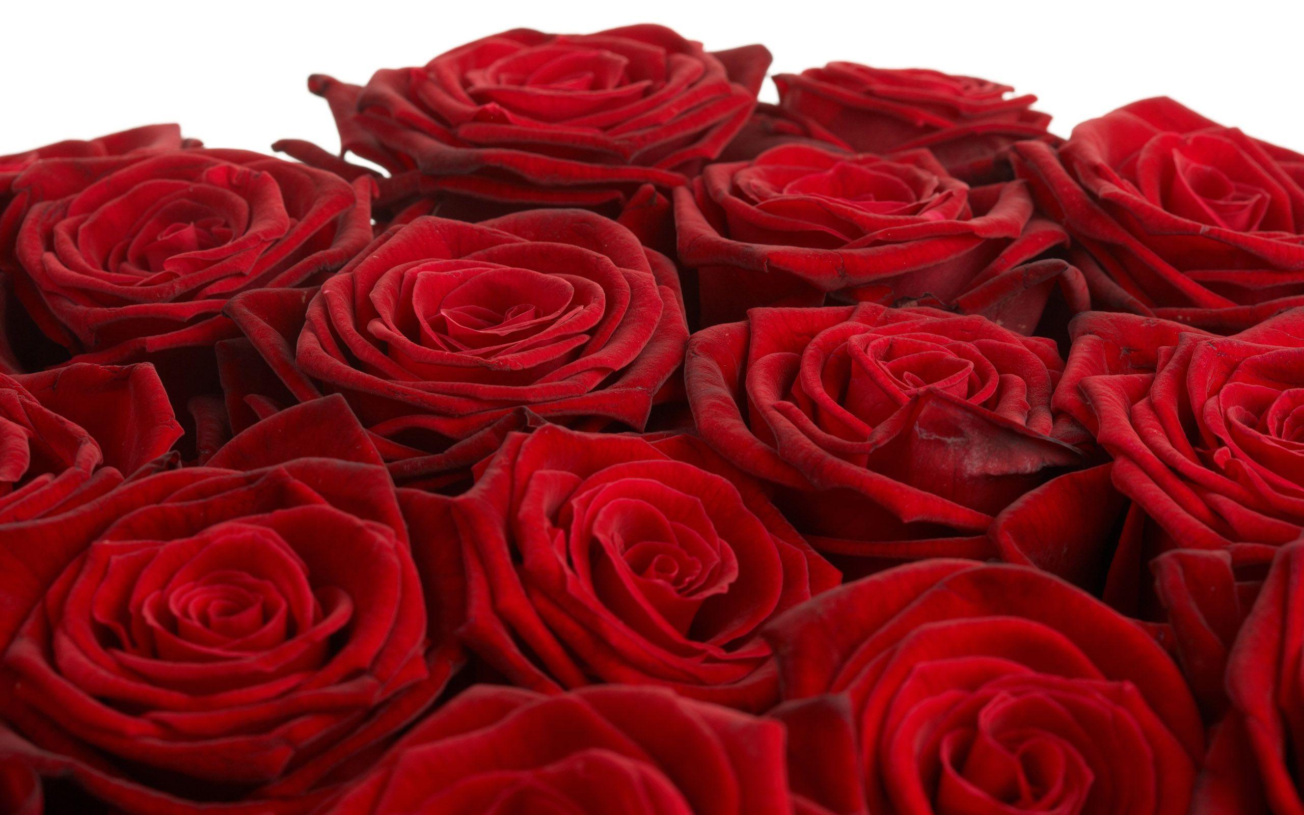 2560x1600 Free download Beautiful Rose Flowers Wallpaper 14534 [2560x1600] for your Desktop, Mobile & Tablet. Explore Beautiful Rose Flowers Wallpaper. Beautiful Roses Wallpaper, Wallpaper Flower Rose Beautiful Flowers Wallpaper