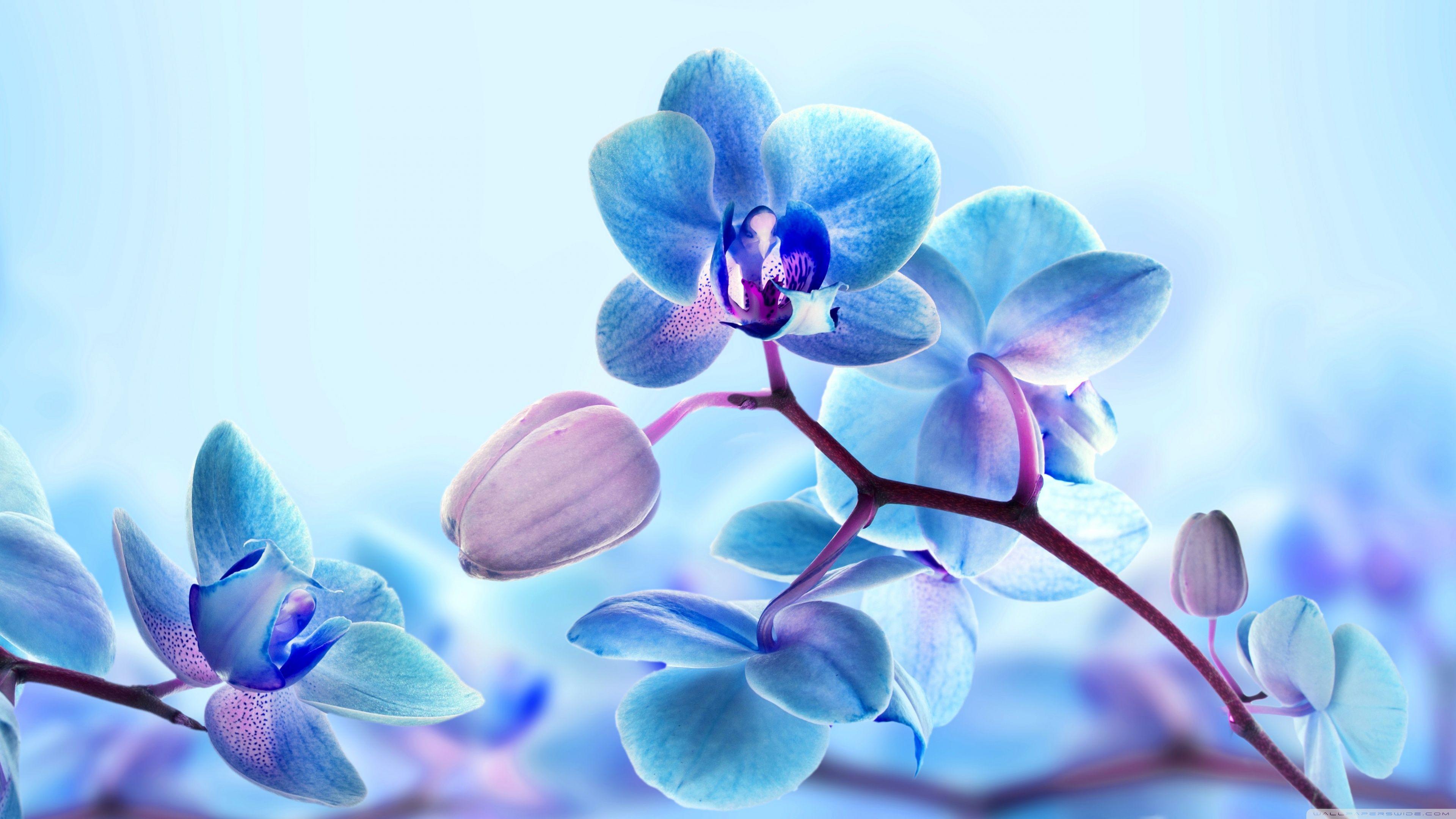 3840x2160 Orchid Flower 4K Wallpaper
