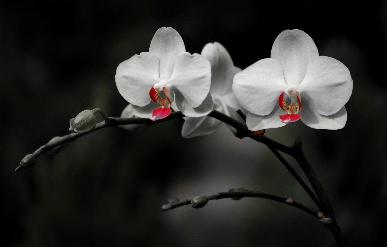 1332x850 Wallpaper background, petals, Orchid image for desktop, section цветы