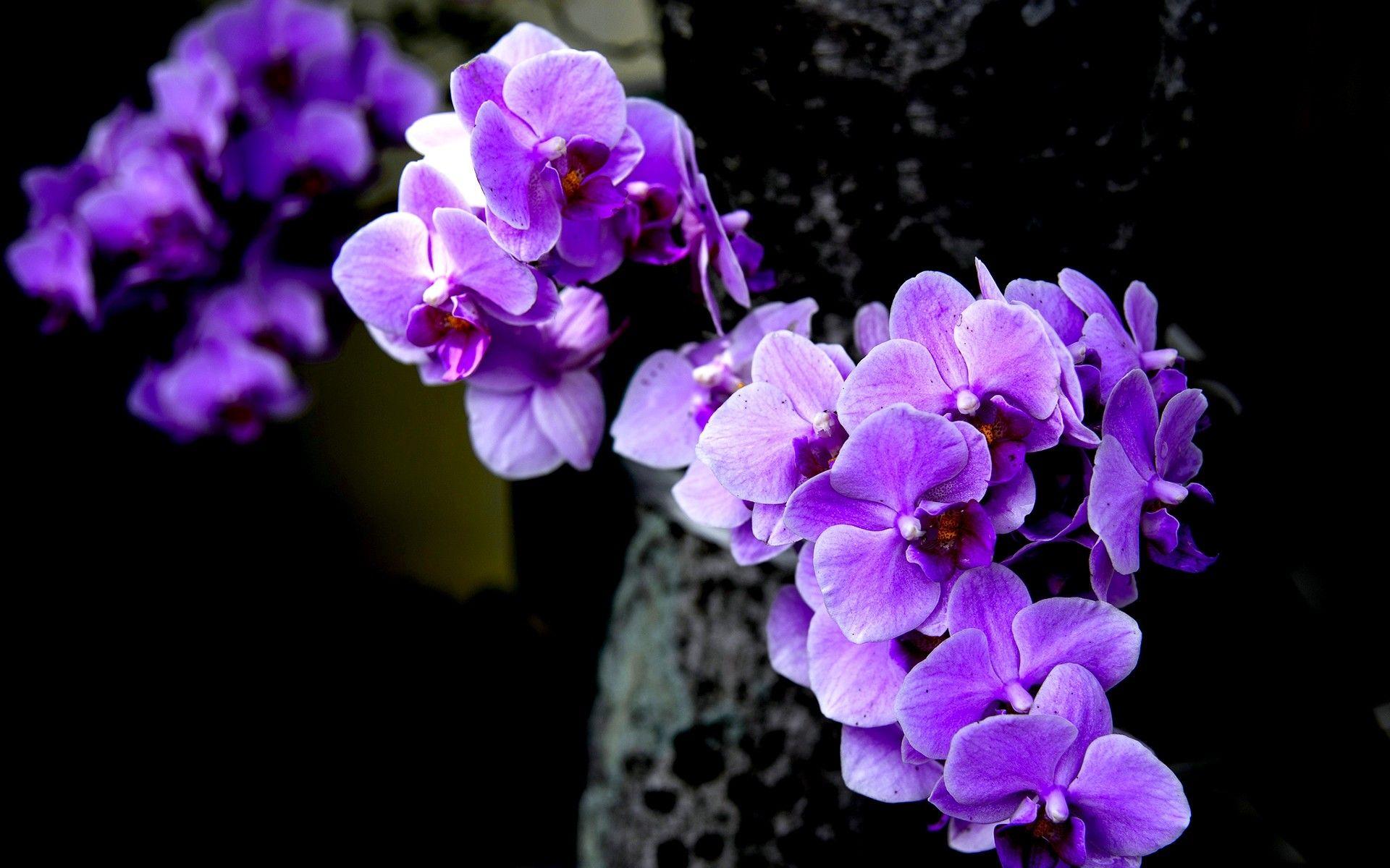 1920x1200 White Orchid Wallpaper