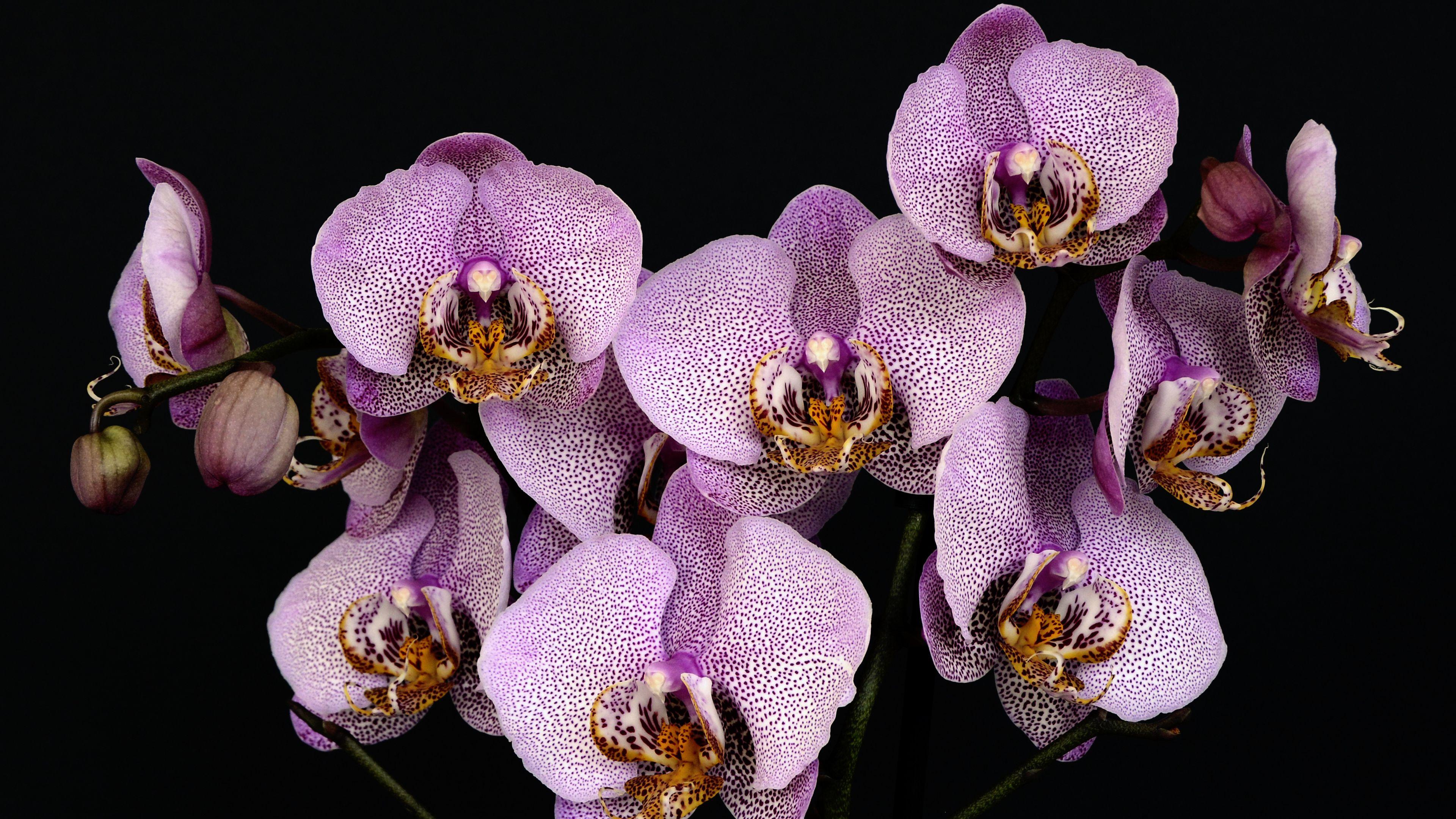 3840x2160 4K Orchids Wallpaper HD