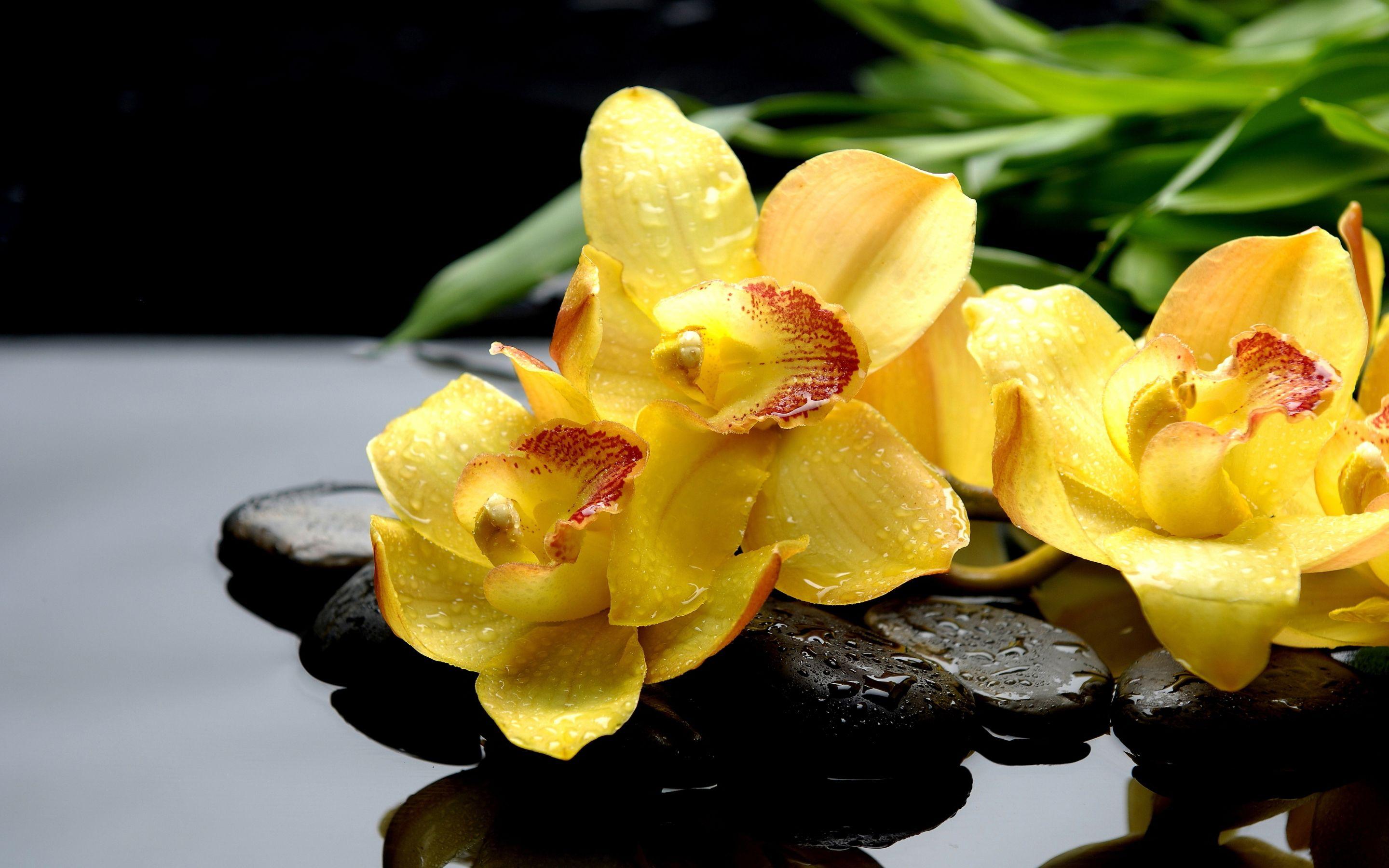 2880x1800 yellow orchids Desktop Wallpaperk HD