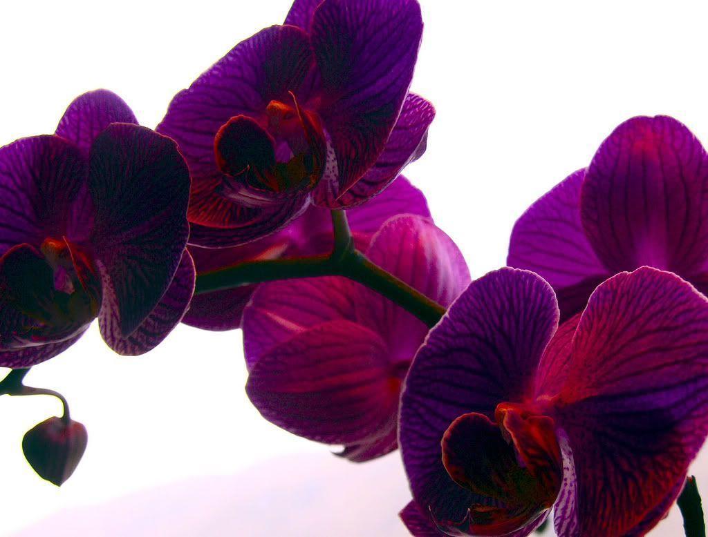 1024x778 Purple Orchid Wallpaper