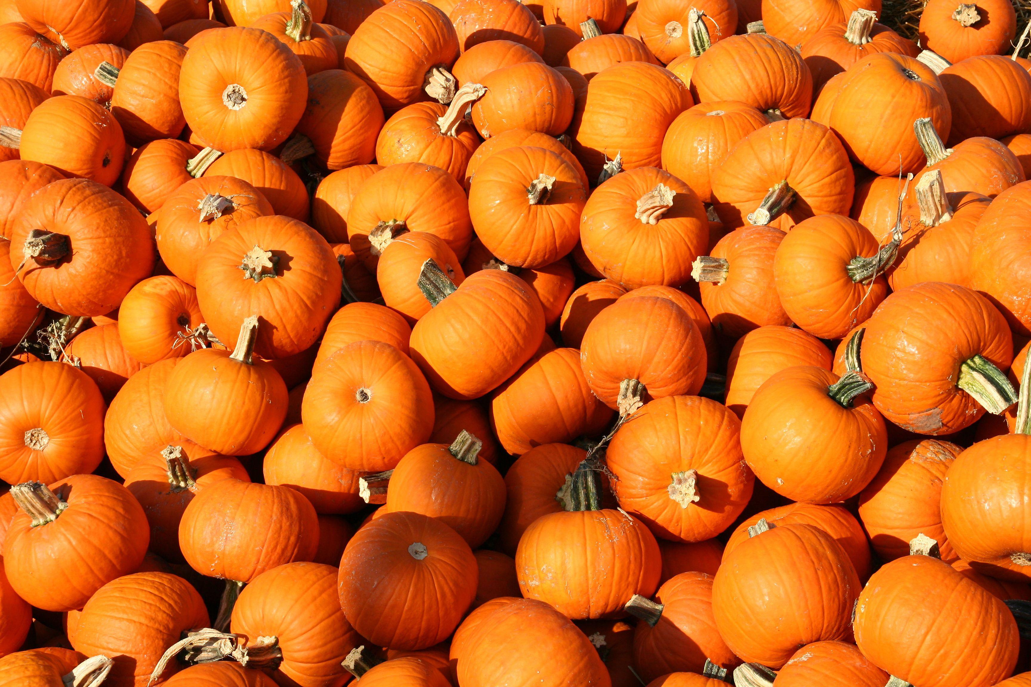 3456x2304 Live Pumpkin Wallpaper, AYX91 Pumpkin Background