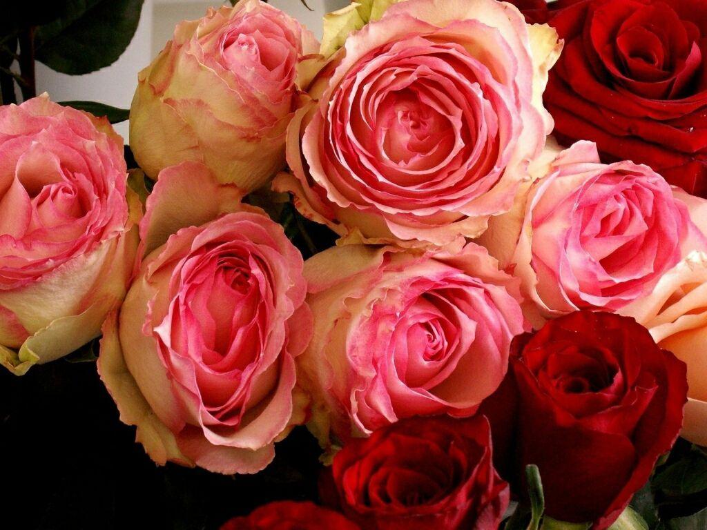 1024x768 flowers for flower lovers.: Beautiful Rose Flowers wallpaper