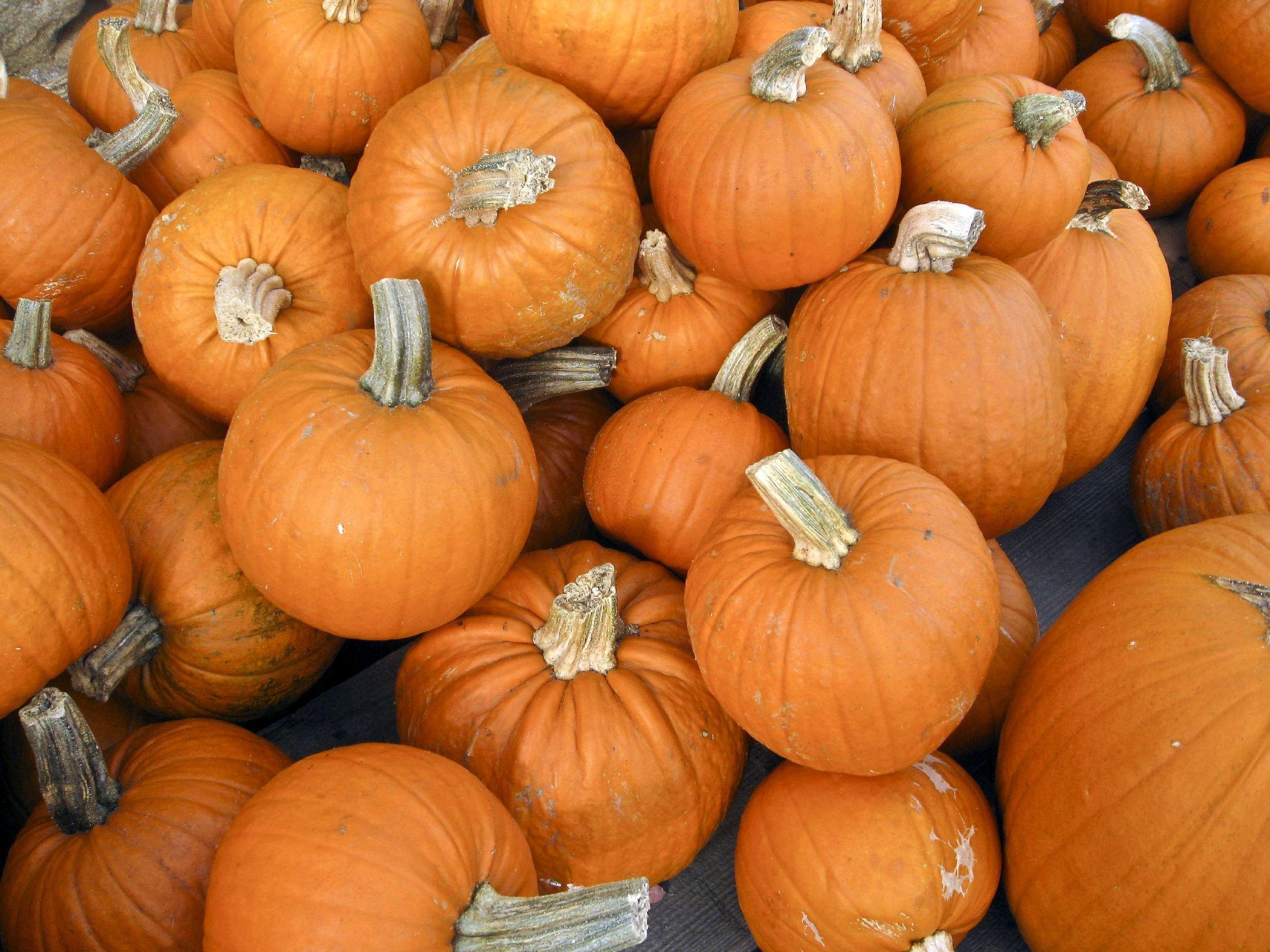 2048x1536 Fall Pumpkin Desktop Background HD Wallpaper