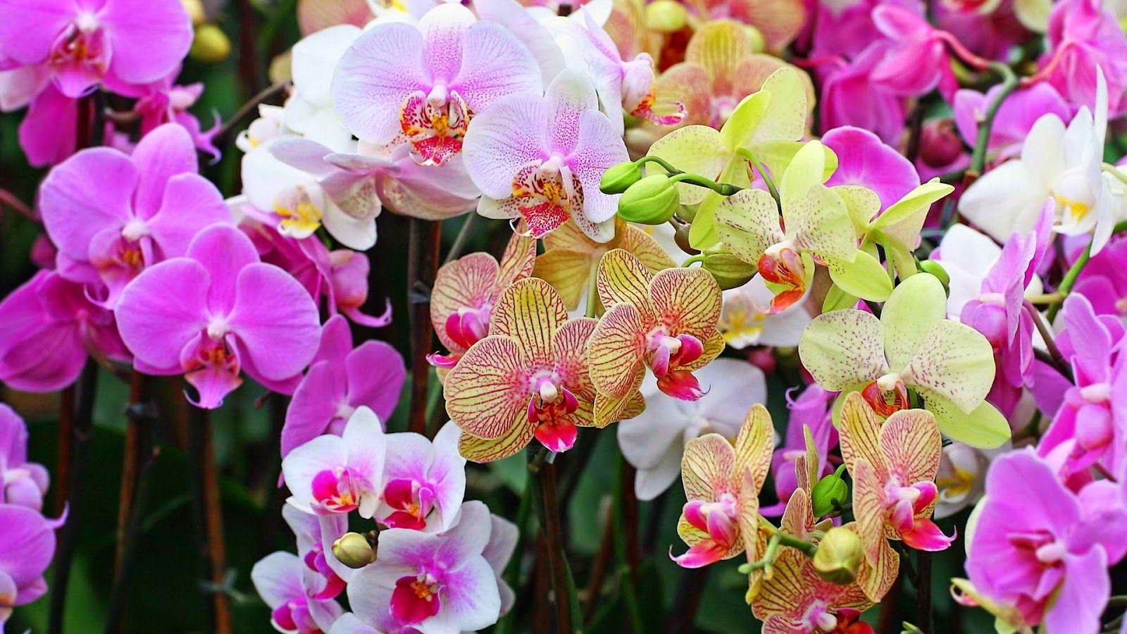 1600x900 Orchid Computer Wallpaper, Desktop Background ID 1600x900