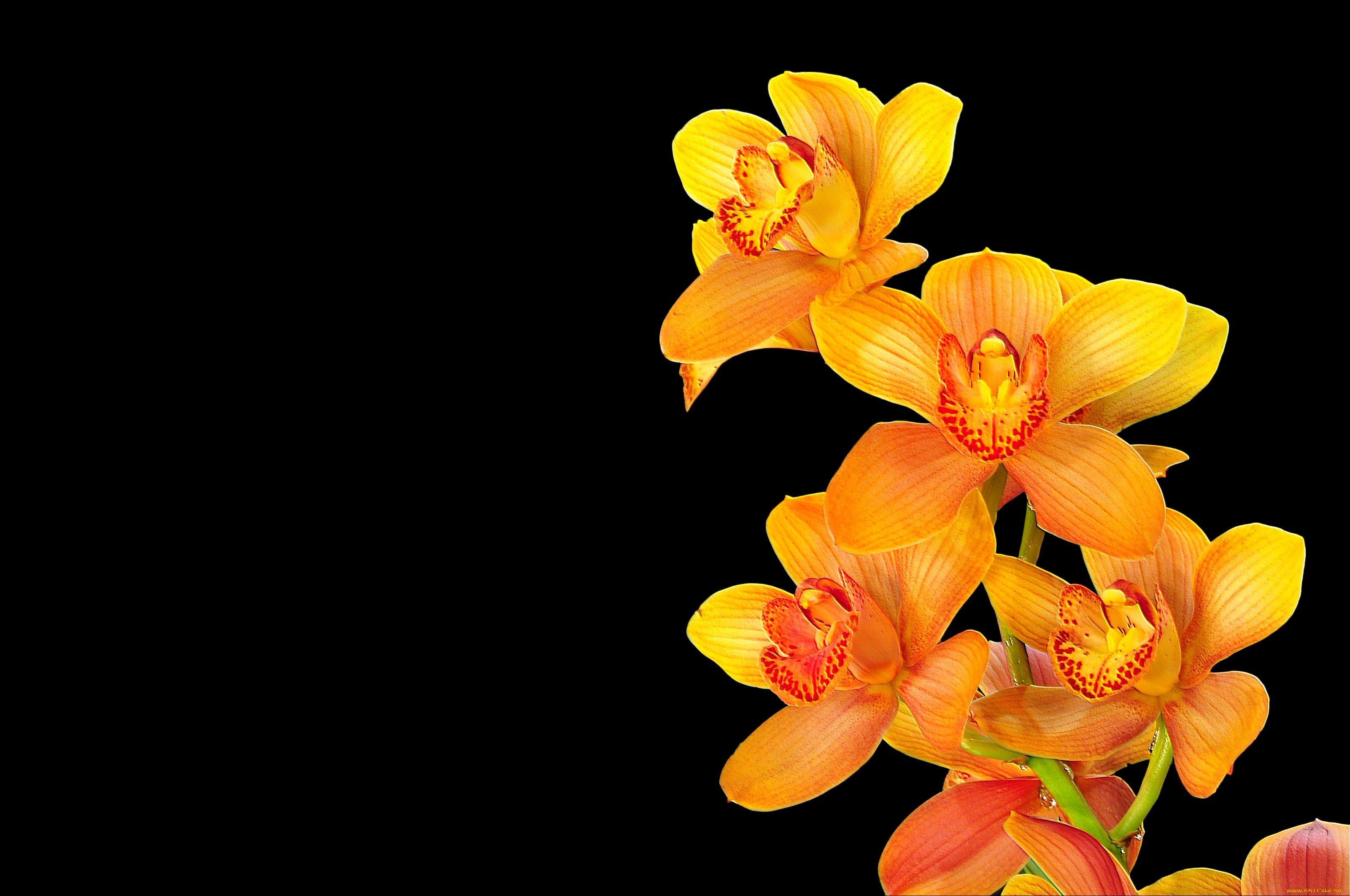 3200x2125 Shenzhen Nongke Orchid Wallpaper Image Photo Picture Background