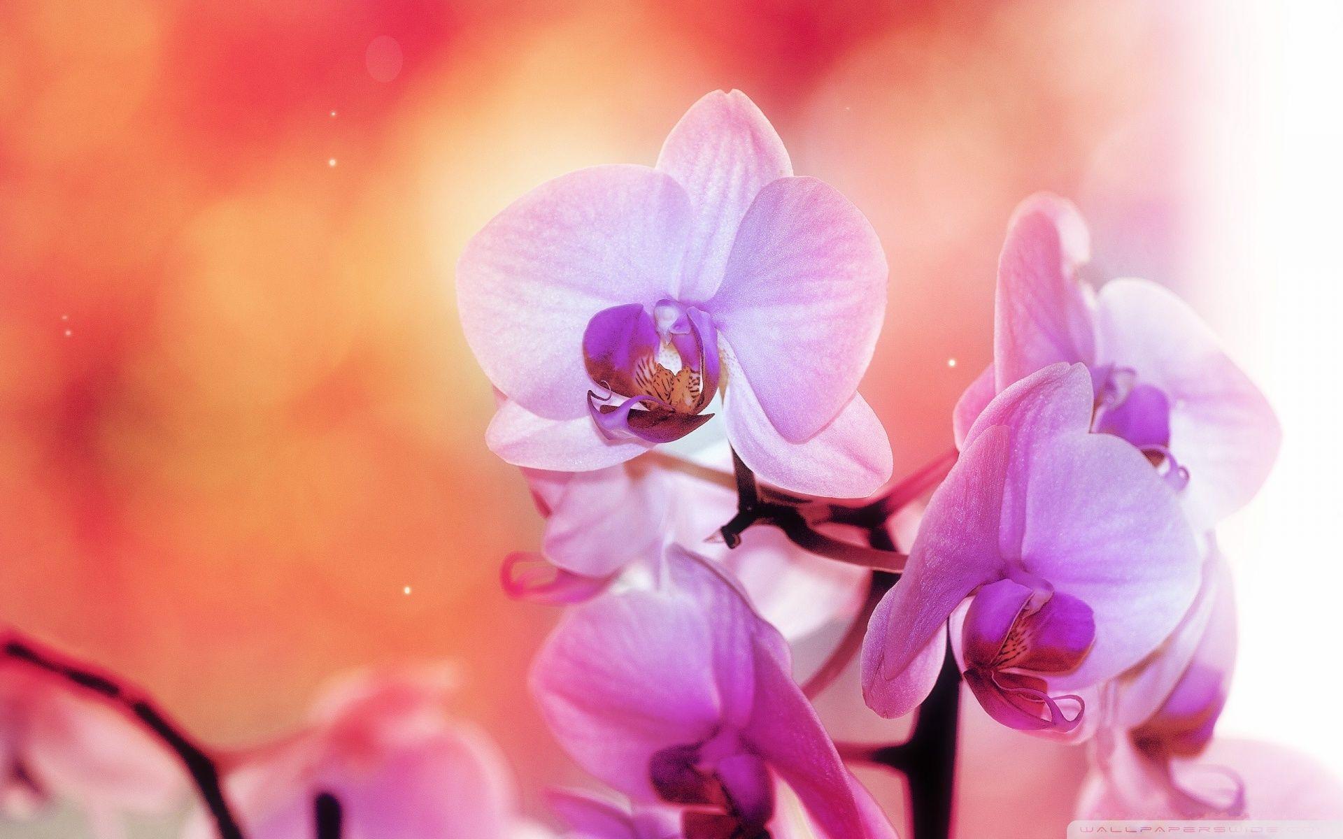 1920x1200 Orchid Flowers Ultra HD Desktop Background Wallpaper for 4K UHD TV : Multi Display, Dual Monitor : Tablet