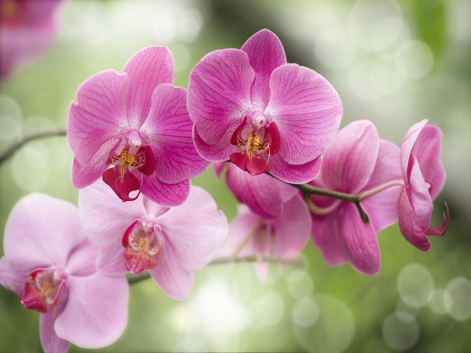 1600x1200 Orchid Computer Wallpaper 49022 1600x1200px