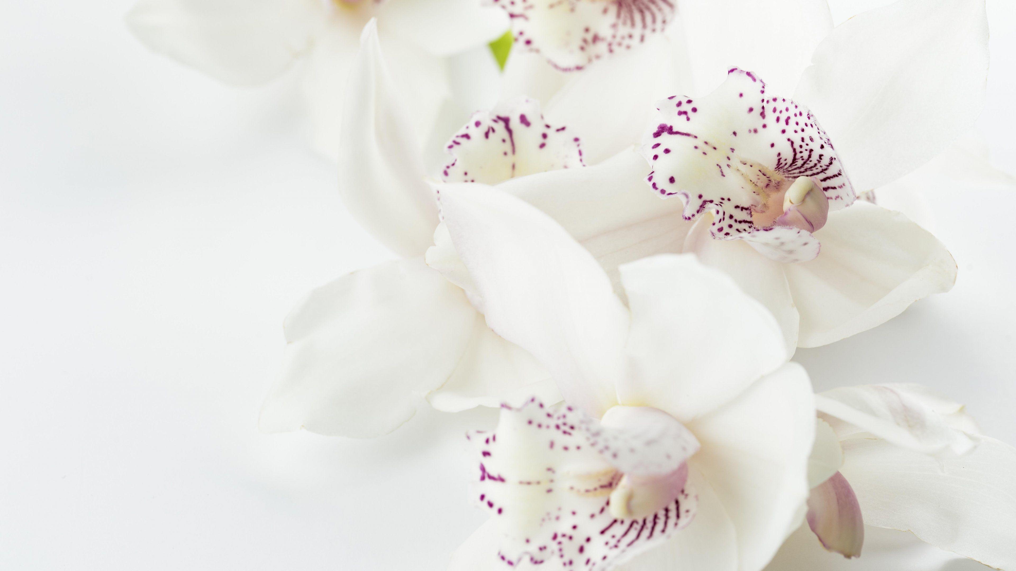 3840x2160 White Orchid Wallpaper, Android & Desktop Background