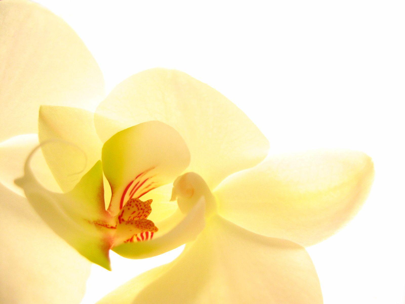1600x1200 White Orchid Wallpaper
