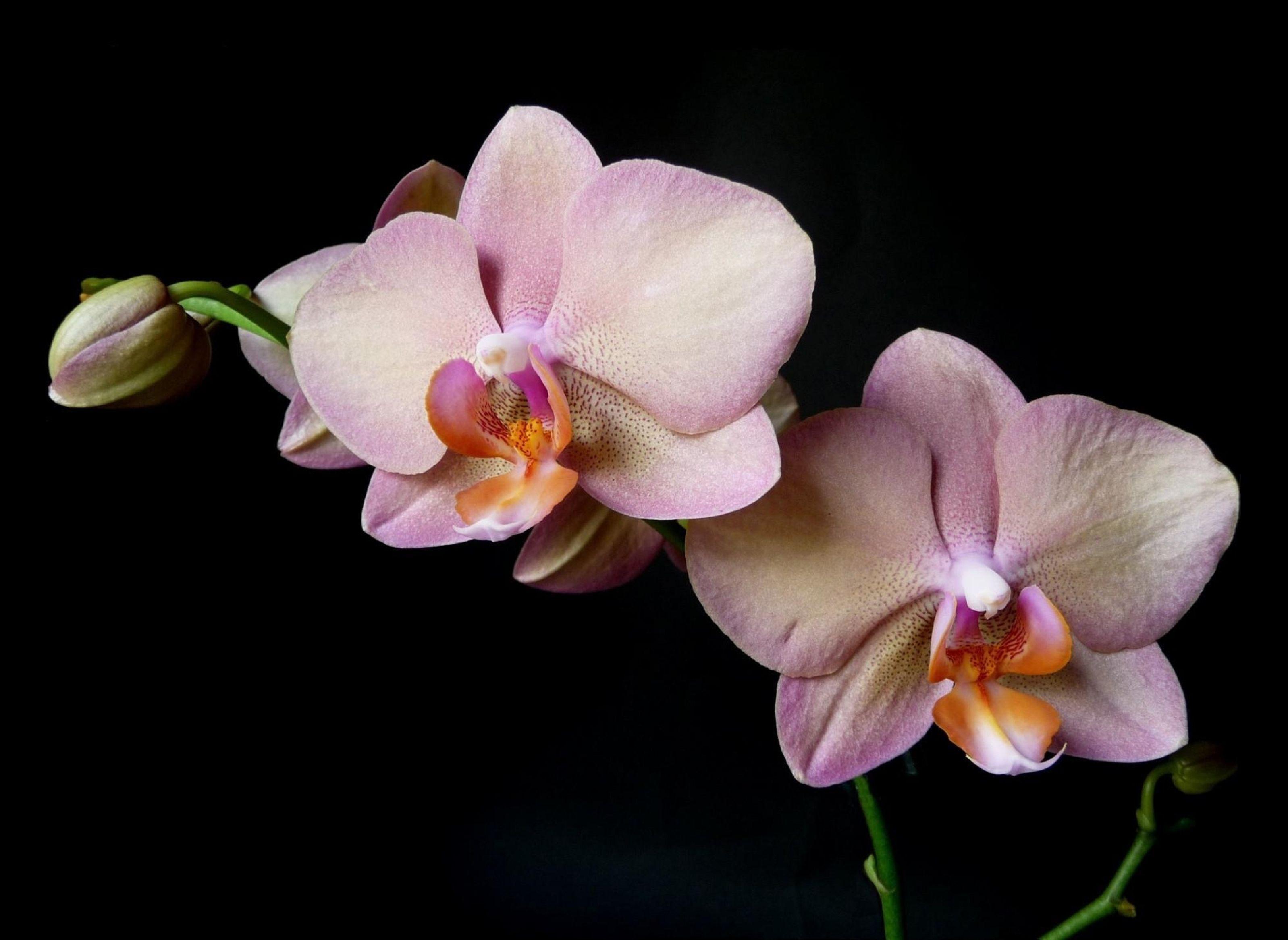 3196x2333 Orchid, Branch, Flower, Black, Background, background, free, photo