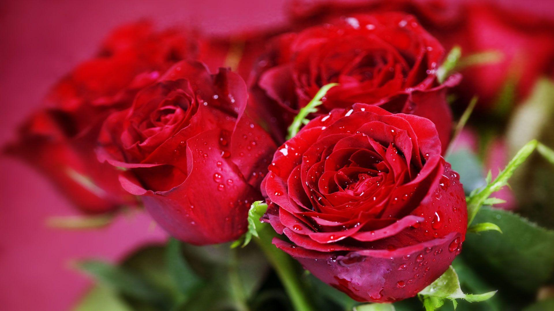 1920x1080 Nature Plants Red Roses Flowers Three Beautiful Roses Valentine's Day Flowers Wallpaper :