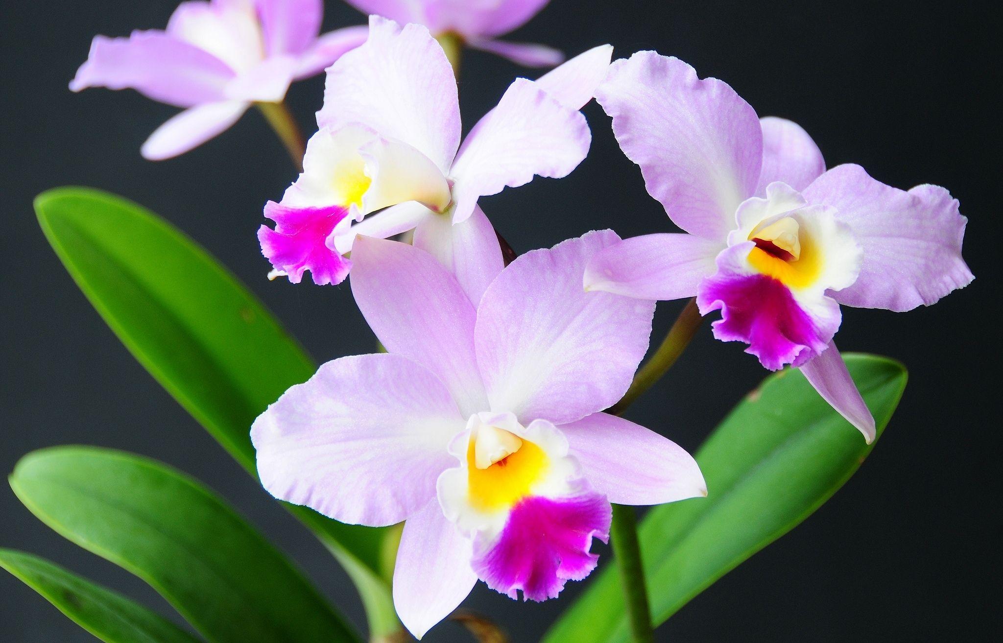 2048x1313 Free download Orchid Computer Wallpaper Desktop Background 2048x1313 ID [2048x1313] for your Desktop, Mobile & Tablet. Explore Orchid Wallpaper for Computer. Free Christmas Wallpaper For Computer, Spring Wallpaper For