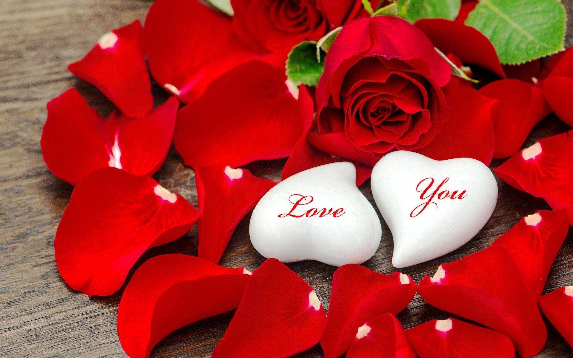1920x1200 Beautiful Rose Flower Wallpaper HD Desktop Background Rose Flower Love