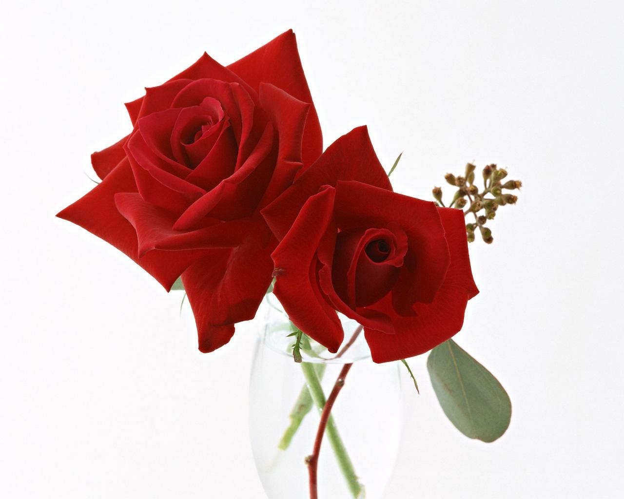 1280x1024 Rose Flowers wallpaperx1024