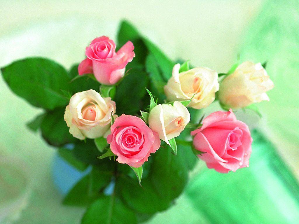 1024x768 Beautiful rose image and wallpaper