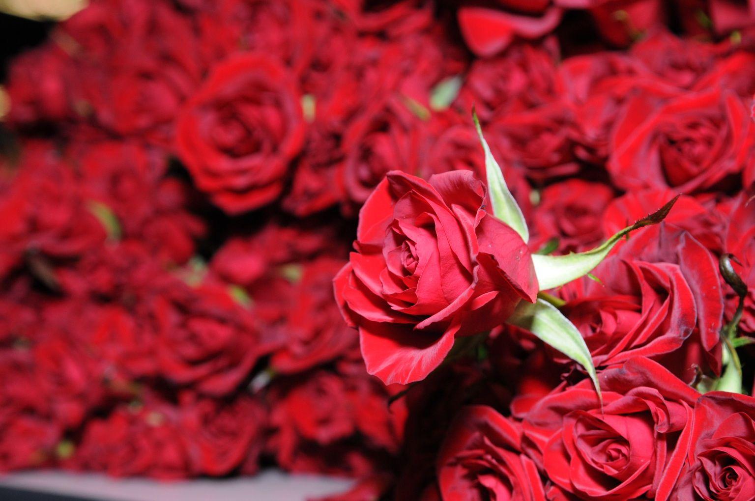 1536x1020 Roses Wallpaper. Pretty Roses Wallpaper, Pink Roses Wallpaper and Skulls Roses Wallpaper