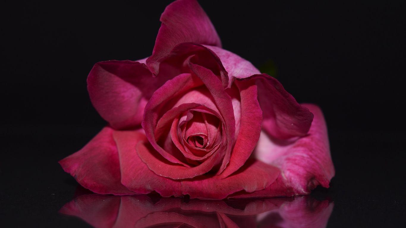 1366x768 Beautiful Rose Flowers Image Free Download