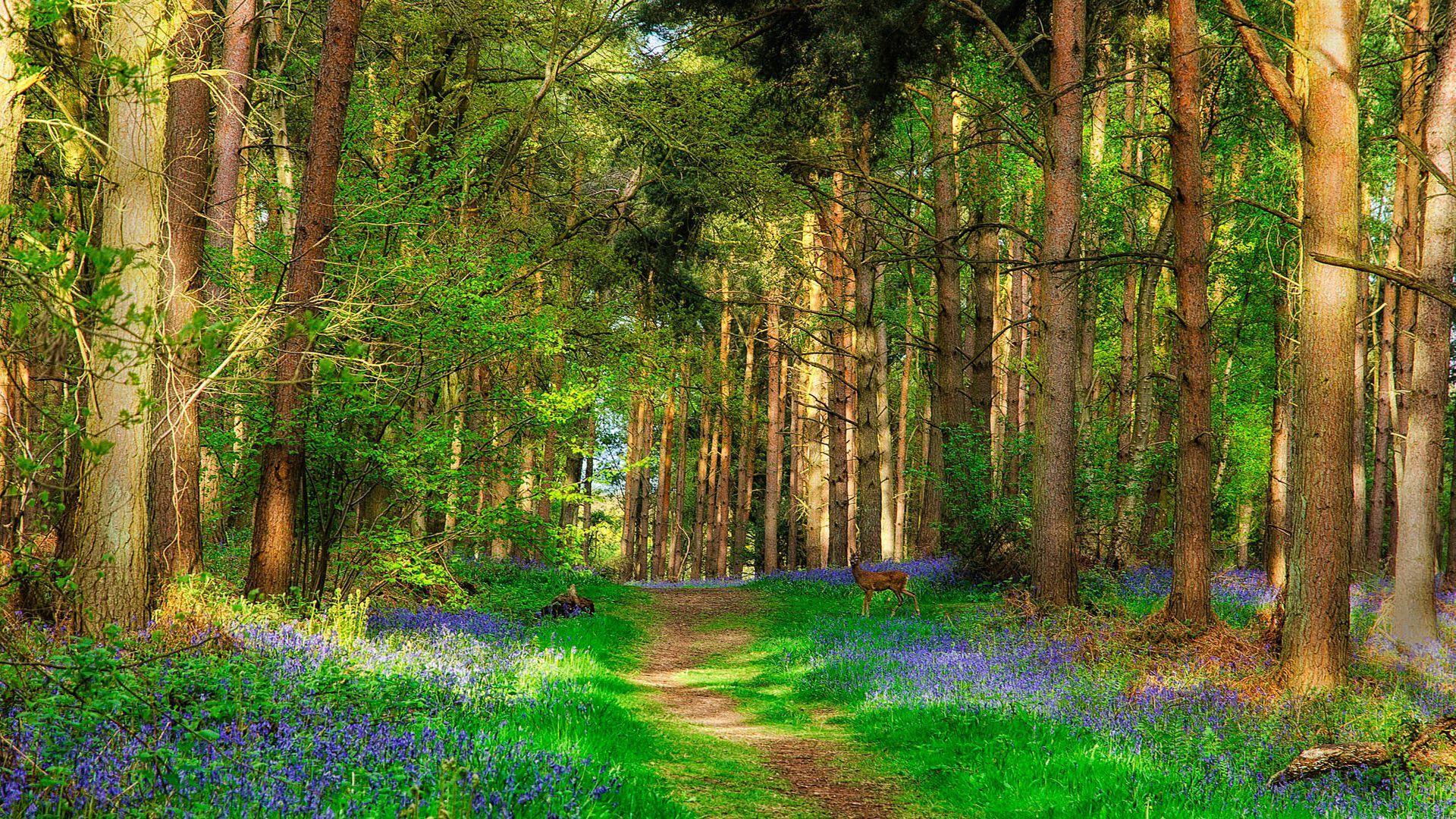 1920x1080 Free download Deer and Forest Beautiful Spring Nature Wallpaper Stream [1920x1080] for your Desktop, Mobile & Tablet. Explore Wallpaper Nature Forest. Wallpaper Nature Forest, Nature Forest Wallpaper, HD
