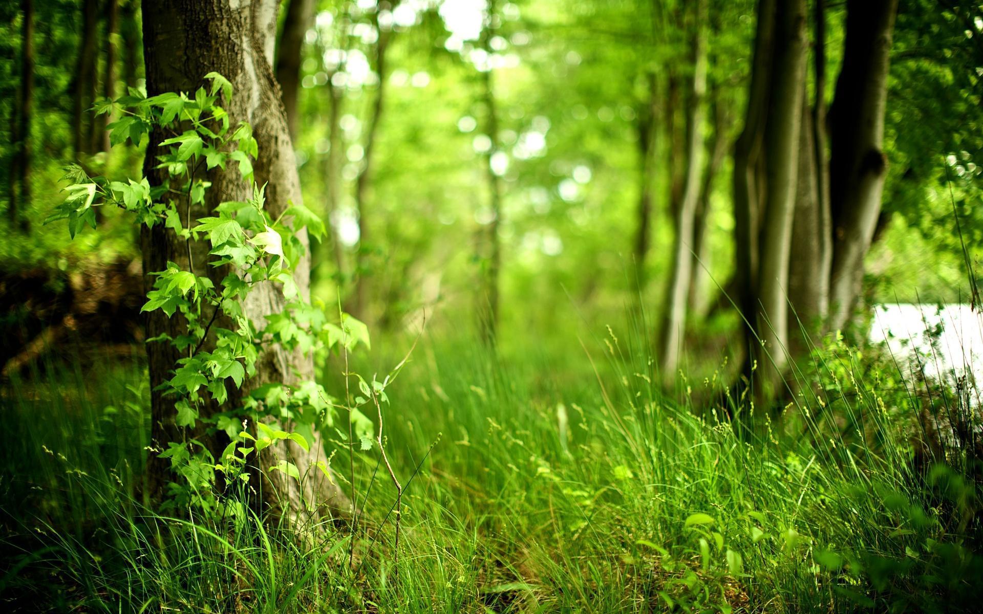 1920x1200 Rain Forest wallpaper