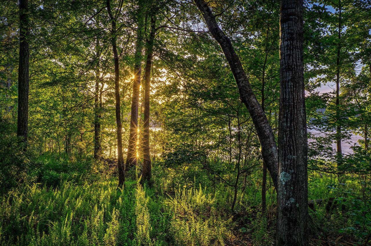 1280x847 Desktop Wallpaper Rays of light Florida USA Nature forest Grass