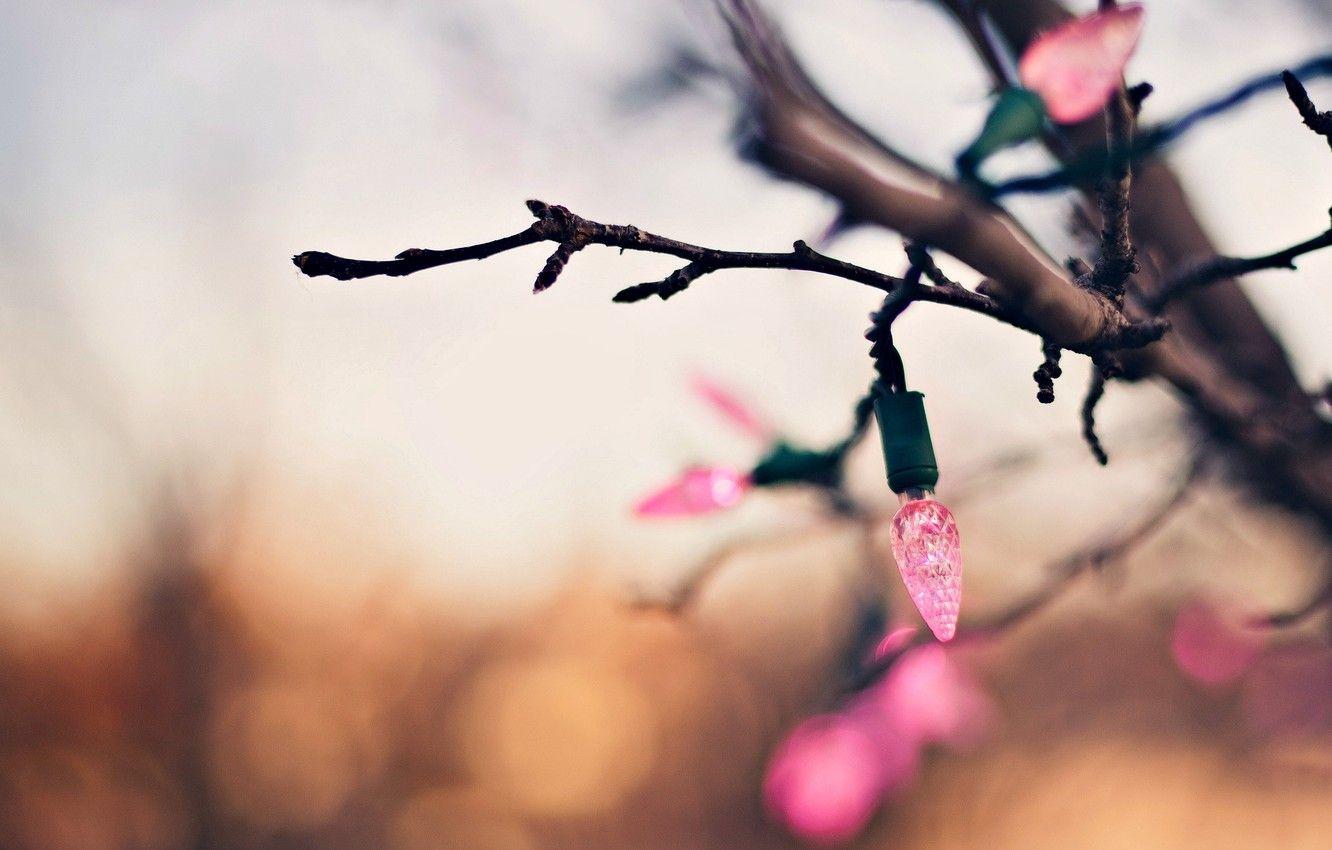 1332x850 Wallpaper macro, background, tree, pink, holiday, Wallpaper, blur, branch, lights, wallpaper, garland, widescreen, background, bokeh, full screen, HD wallpaper image for desktop, section праздники