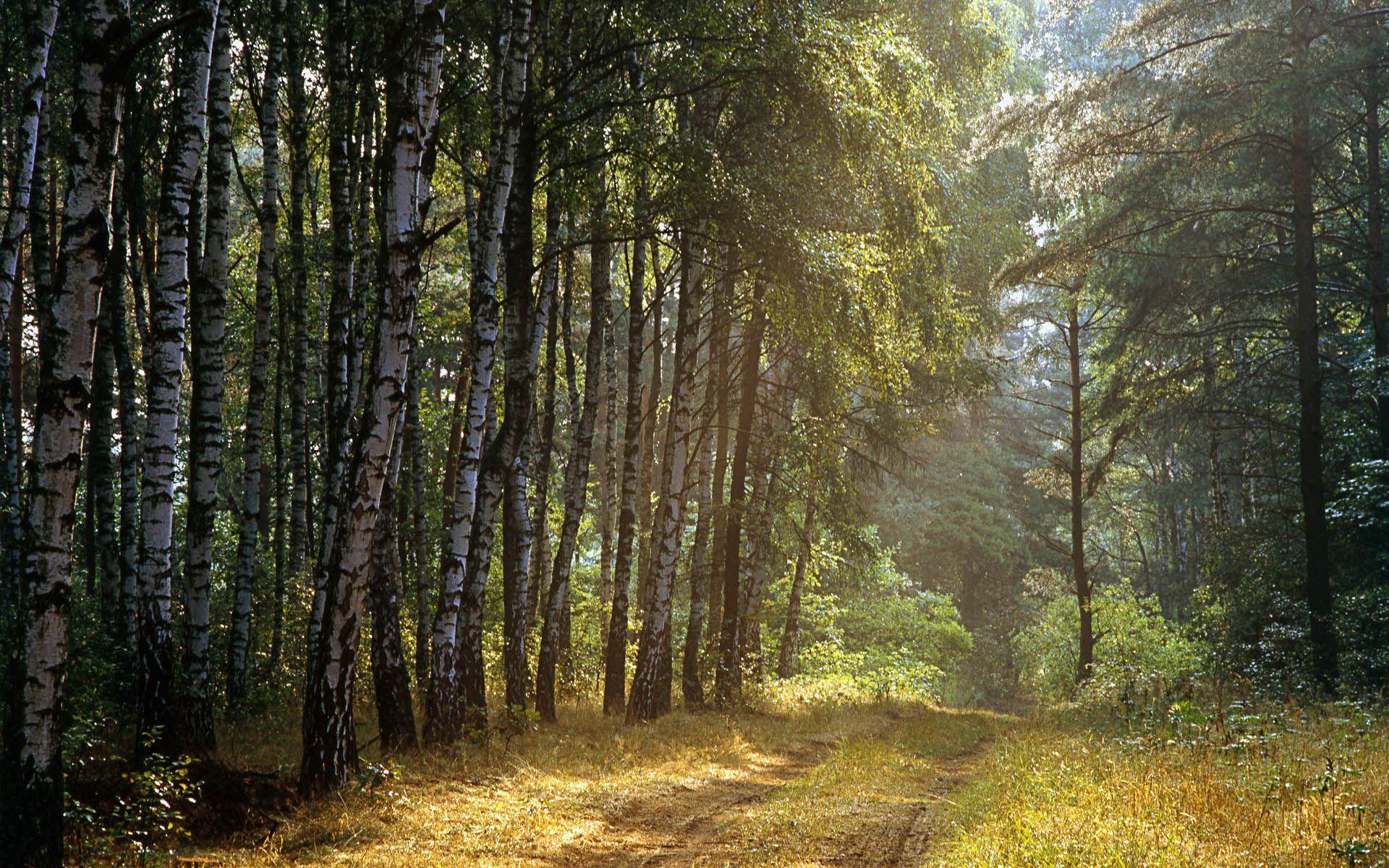 1920x1200 Russian Forest wallpaper and image, picture, photo