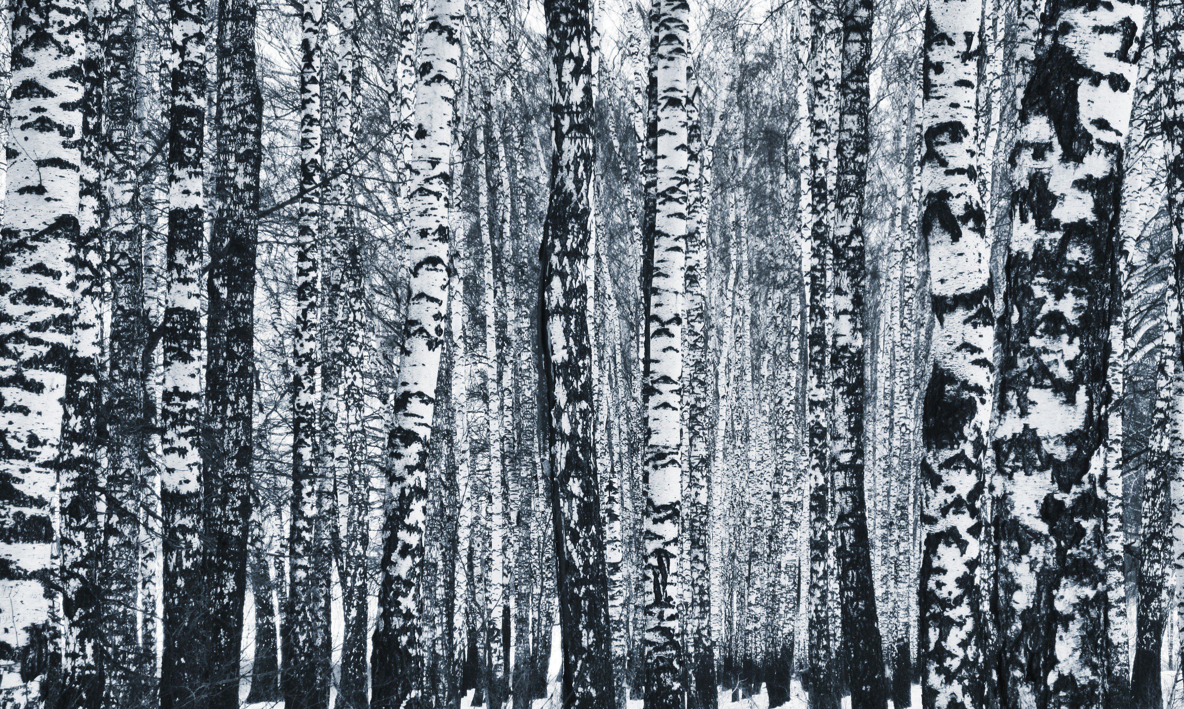 4000x2396 Russia, Winter, Birch, Monochrome, Trees, Forest HD Wallpaper / Desktop and Mobile Image & Photo