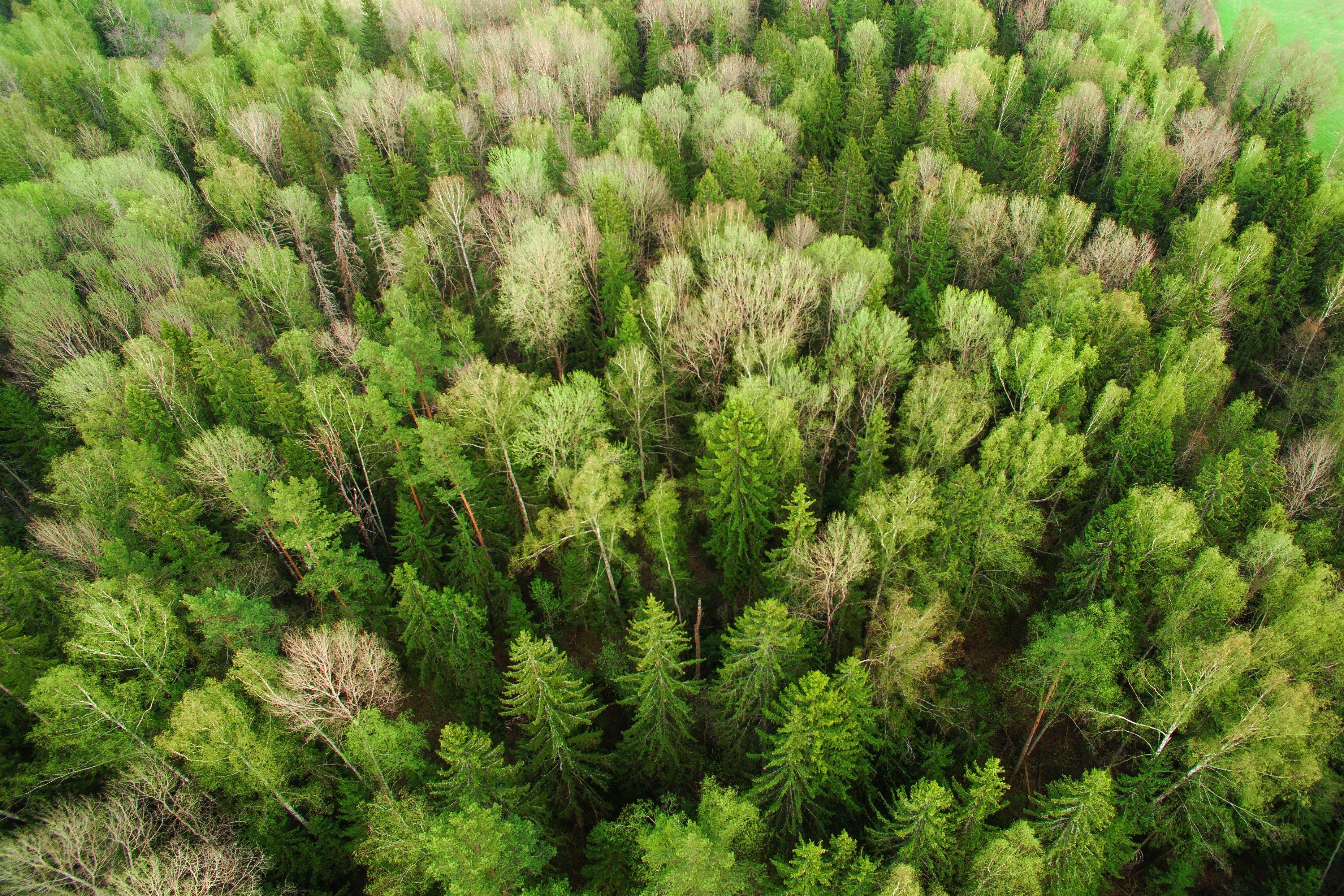 3721x2481 Wallpaper / a drone shot of a green forest in russia, aerial view of a forest 4k wallpaper