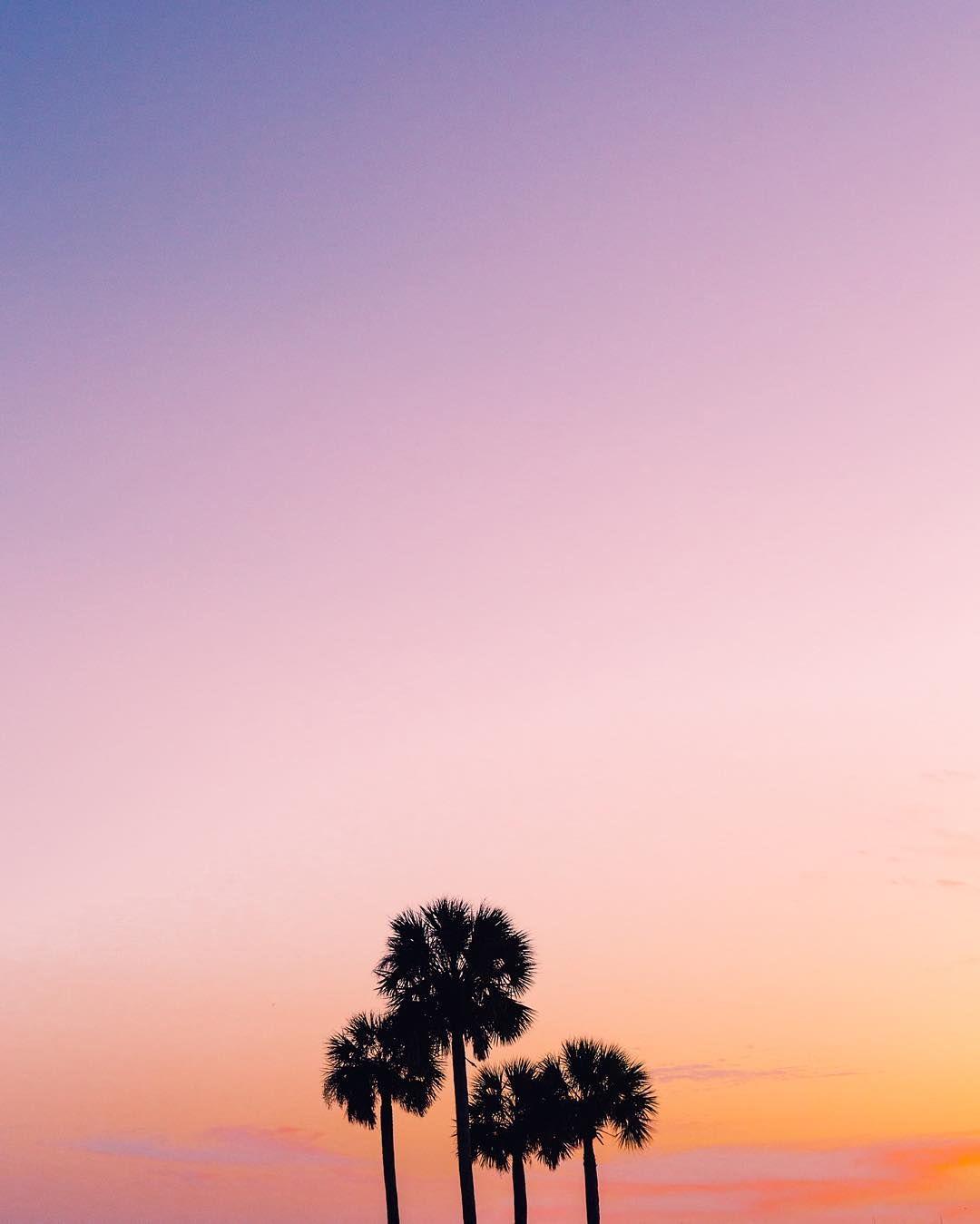 1080x1349 Return to Magenta, Hayden Scott s. Palm trees wallpaper, Tree wallpaper iphone, Palm trees