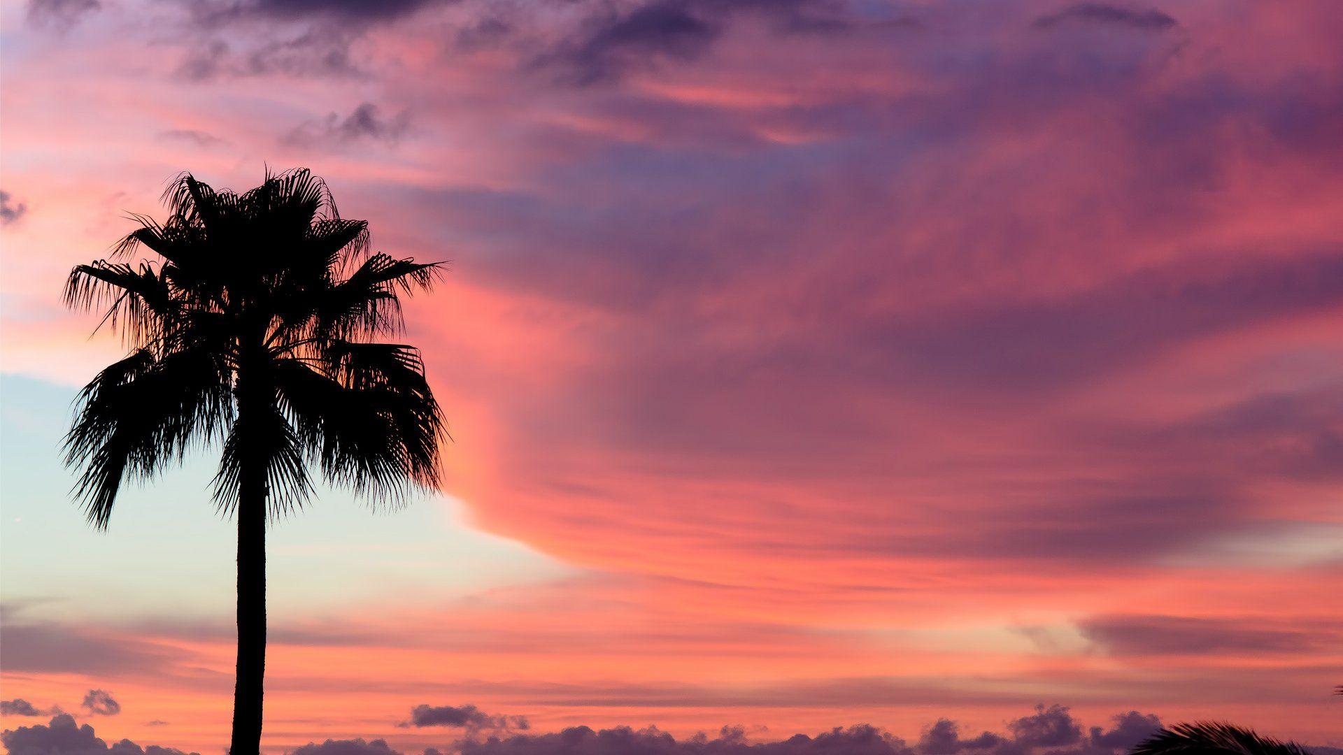 1920x1080 Palm Tree Wallpaper HD