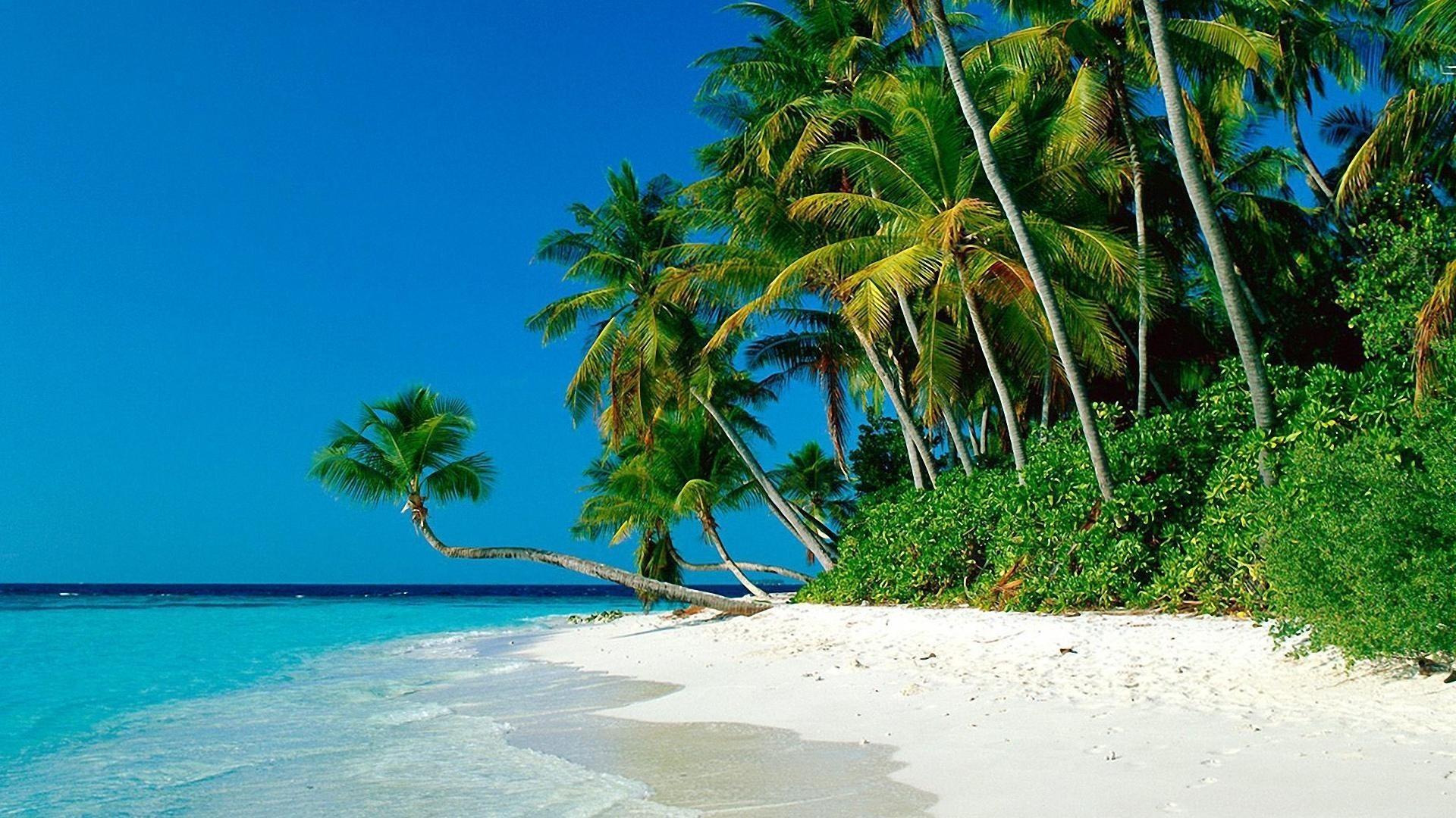 1920x1080 Palm Trees Beach Wallpaper