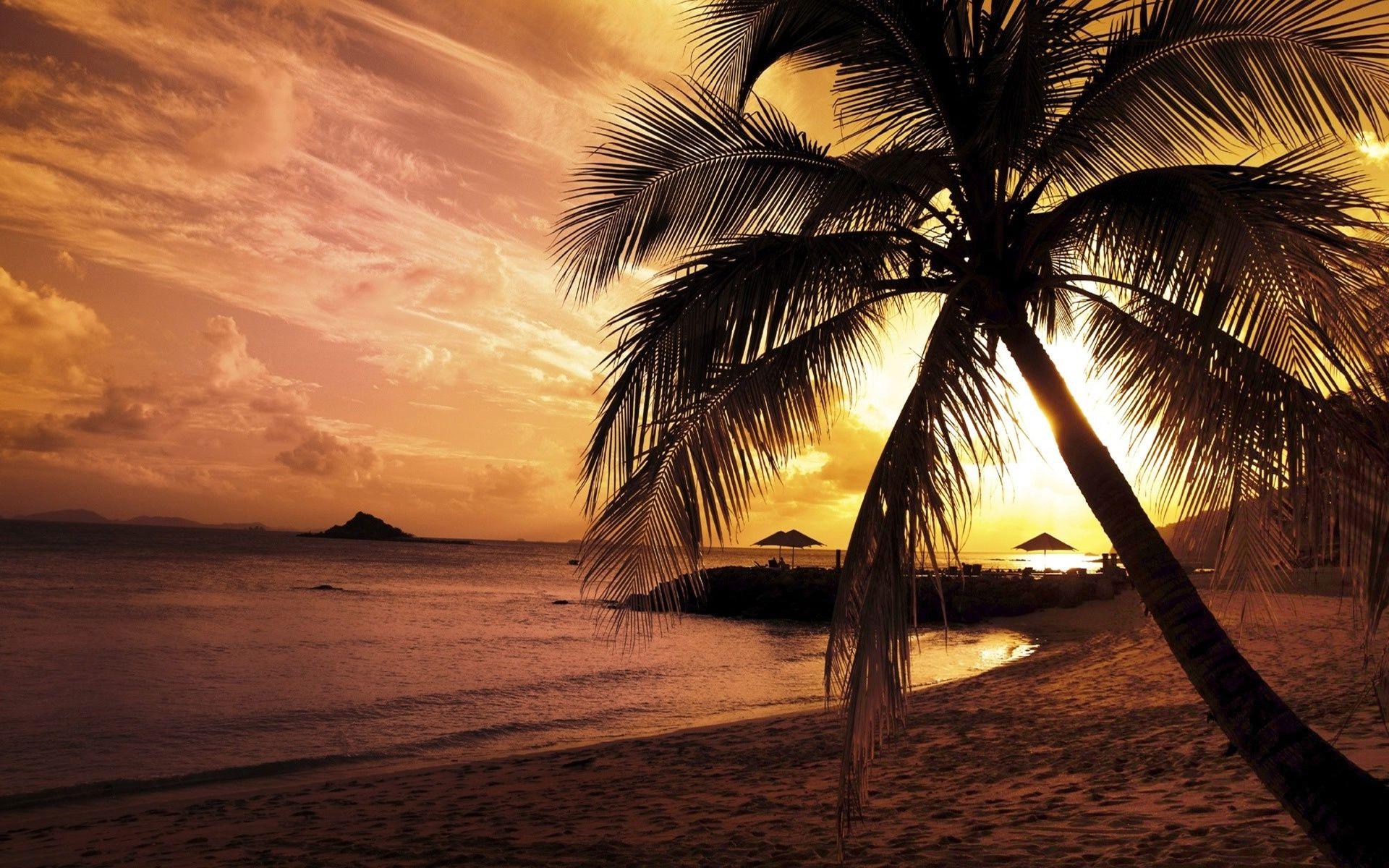 1920x1200 palm trees sunset HD wallpaper palm trees sunset HD wallpaper jpg 1194 - Palm Tree Desktop Wallpaper