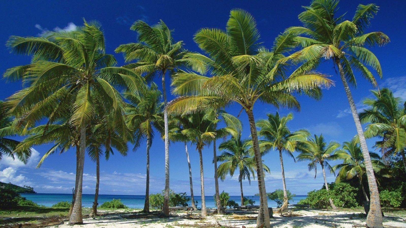 1600x900 Free download Palm Tree Wallpaper High Definition [1600x900] for your Desktop, Mobile & Tablet. Explore HD Palm Tree Wallpaper. Tropical Sunset Wallpaper Desktop, Beautiful Palm Tree Wallpaper, Palm