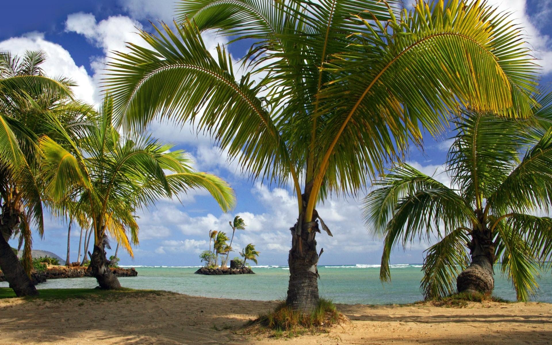 1920x1200 Palm Tree HD Wallpaper