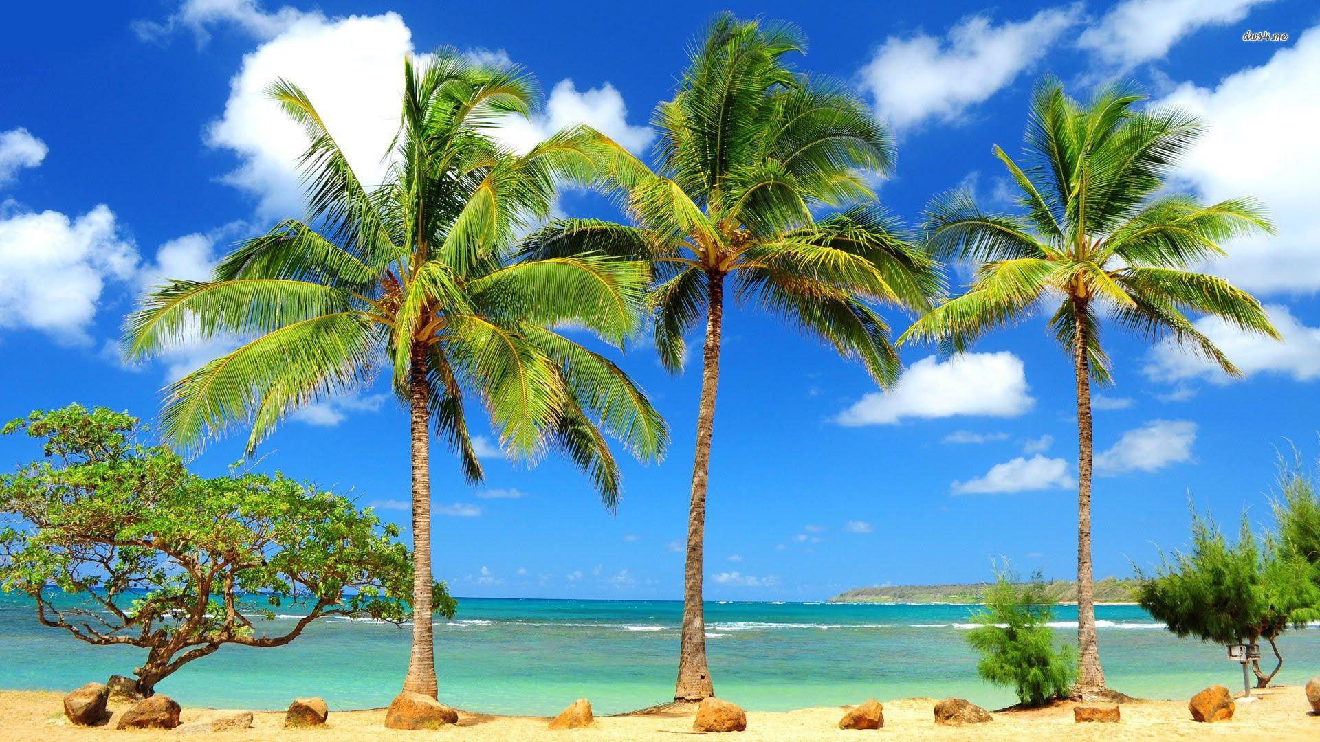 1920x1080 Picture Of Palm Trees wallpaperx1080