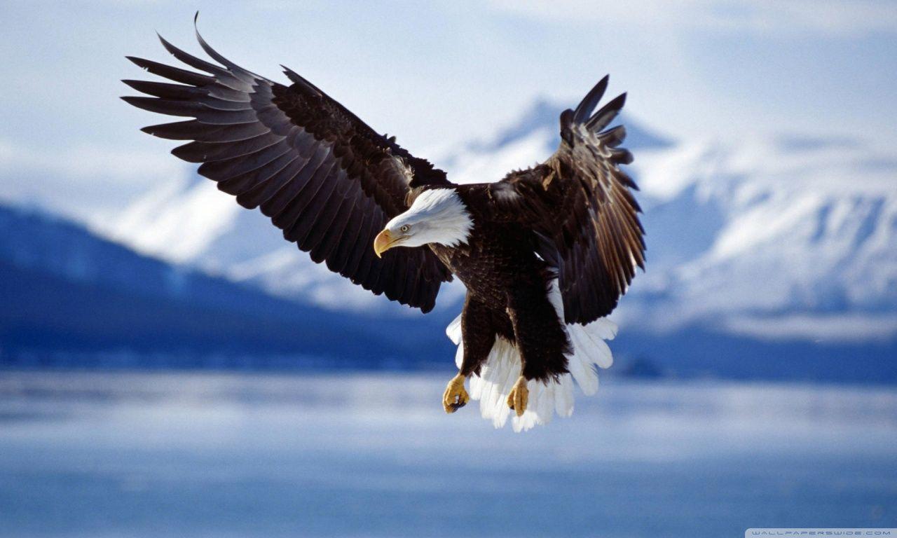 1280x768 Bald Eagle ❤ 4K HD Desktop Wallpaper for 4K Ultra HD TV • Wide