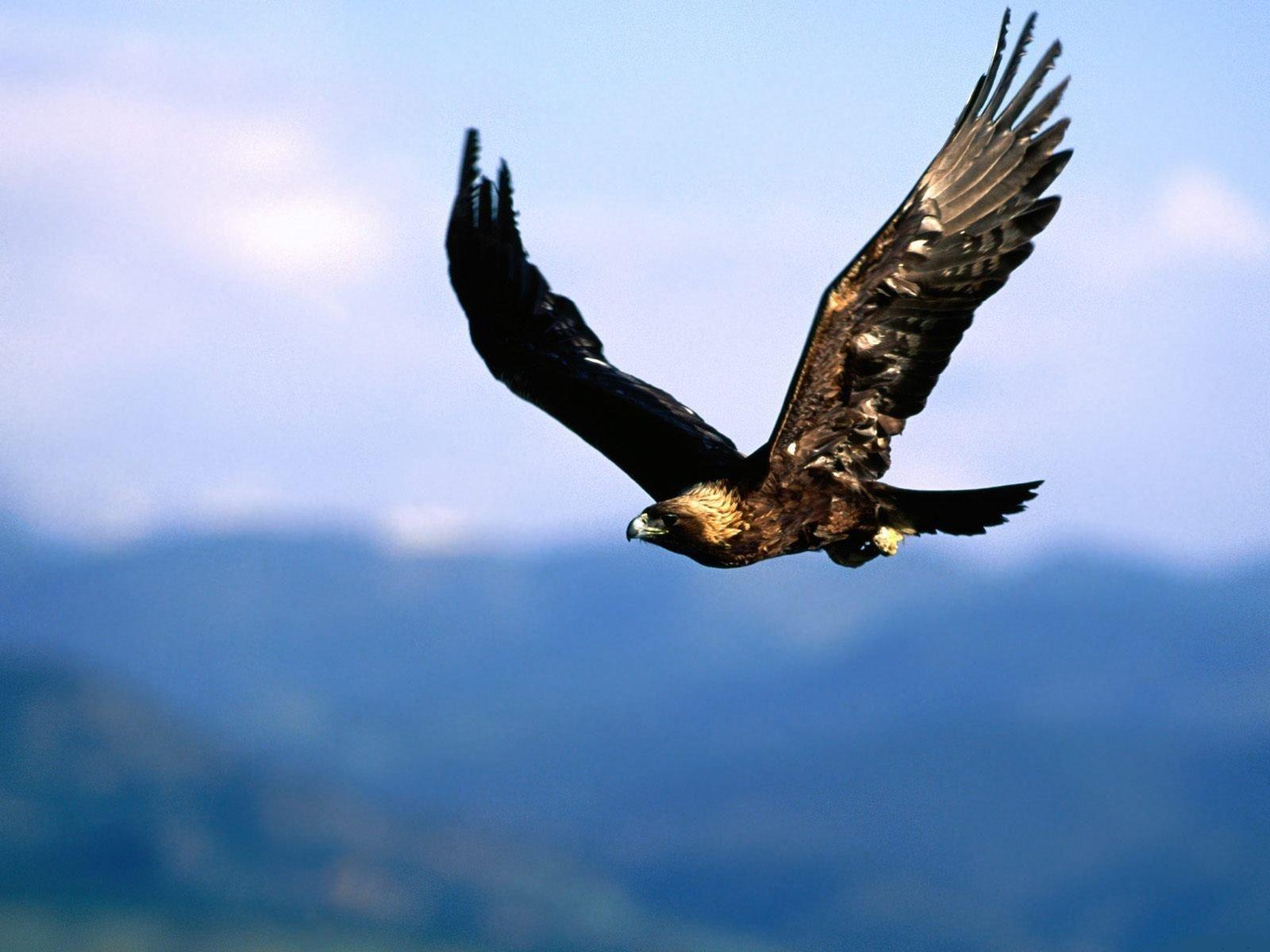 1600x1200 Desktop bald eagle HD wallpaper