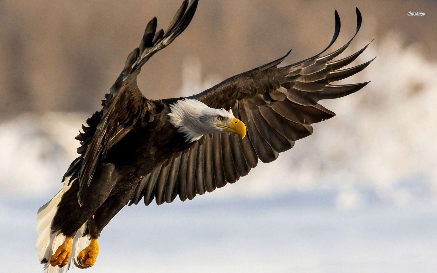 Bald Eagle Desktop Wallpapers - Top Free Bald Eagle Desktop Backgrounds ...