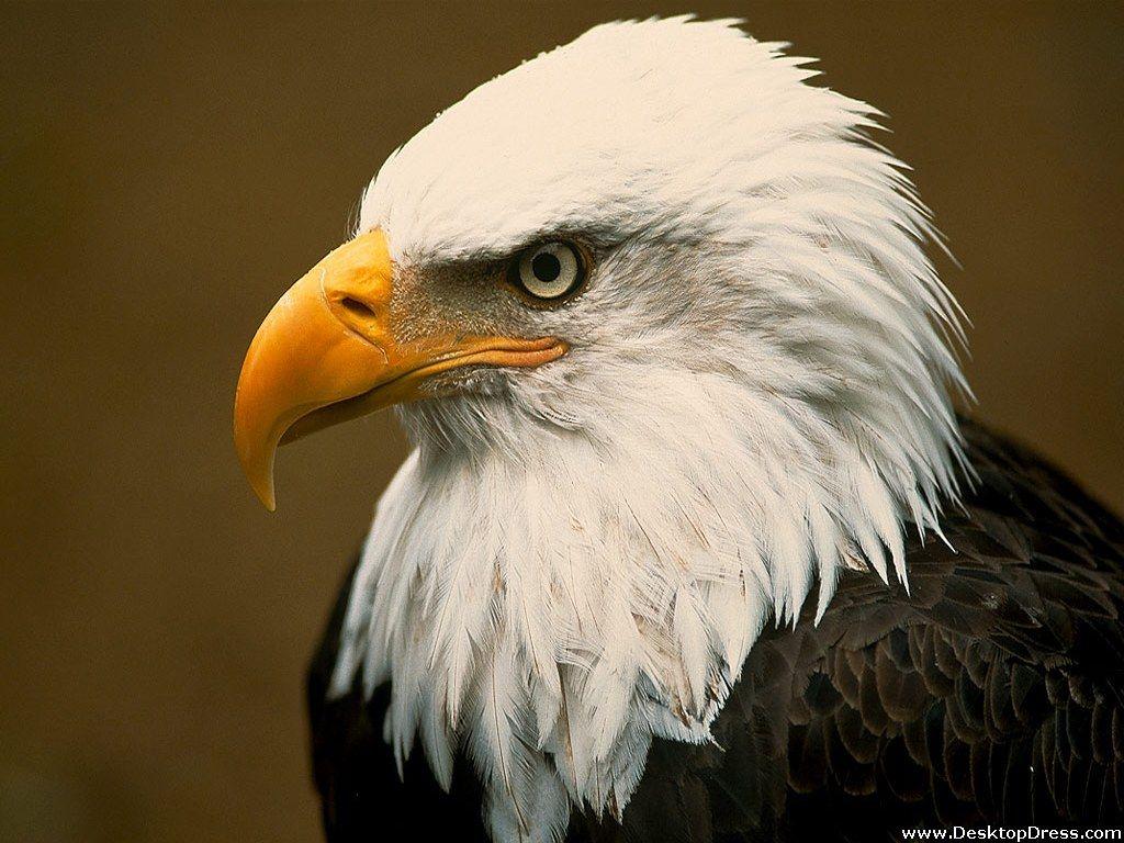 Bald Eagle Desktop Wallpapers - Top Free Bald Eagle Desktop Backgrounds ...