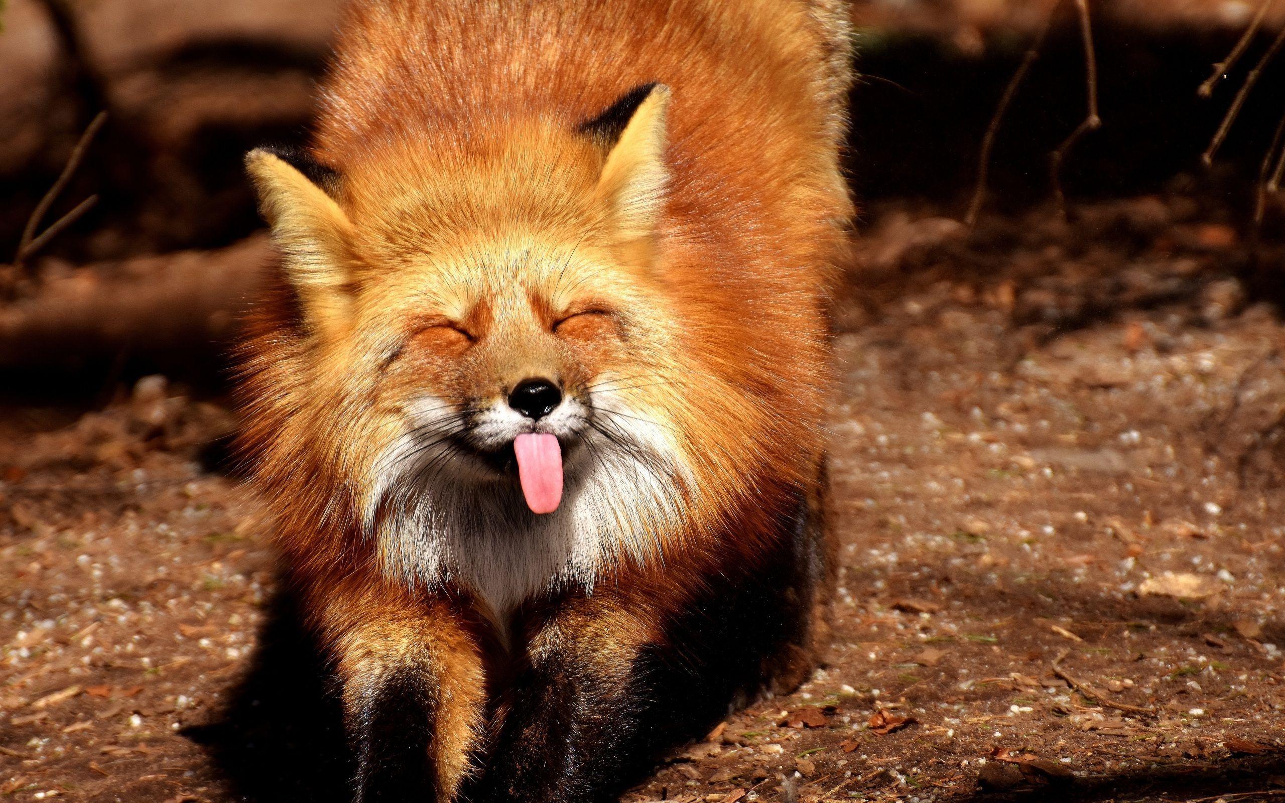 Fox Animal HD Wallpapers - Top Free Fox Animal HD Backgrounds -  WallpaperAccess