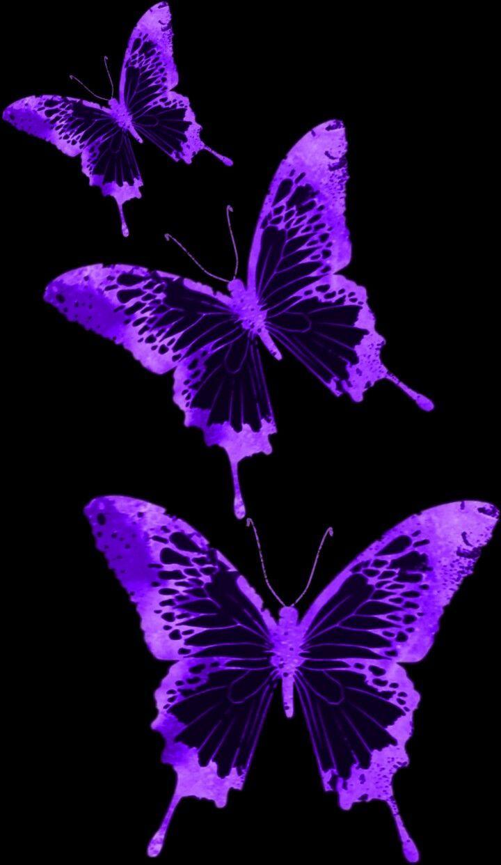 dark purple butterfly