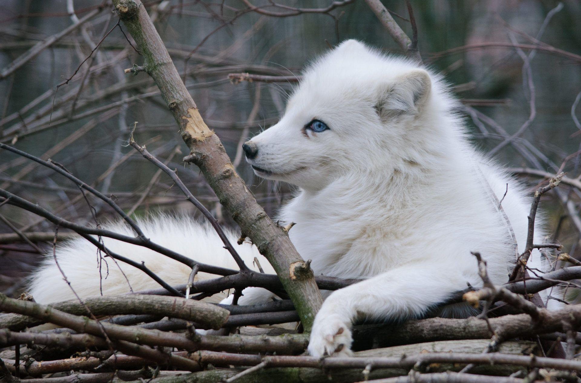 1920x1267 Arctic Fox HD Wallpaper New Tab For Chrome