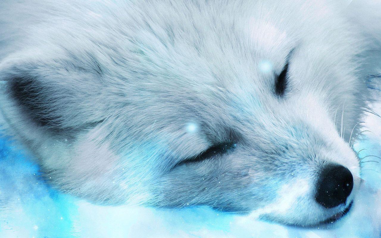 Silver Fox Wallpapers - Top Free Silver Fox Backgrounds - WallpaperAccess