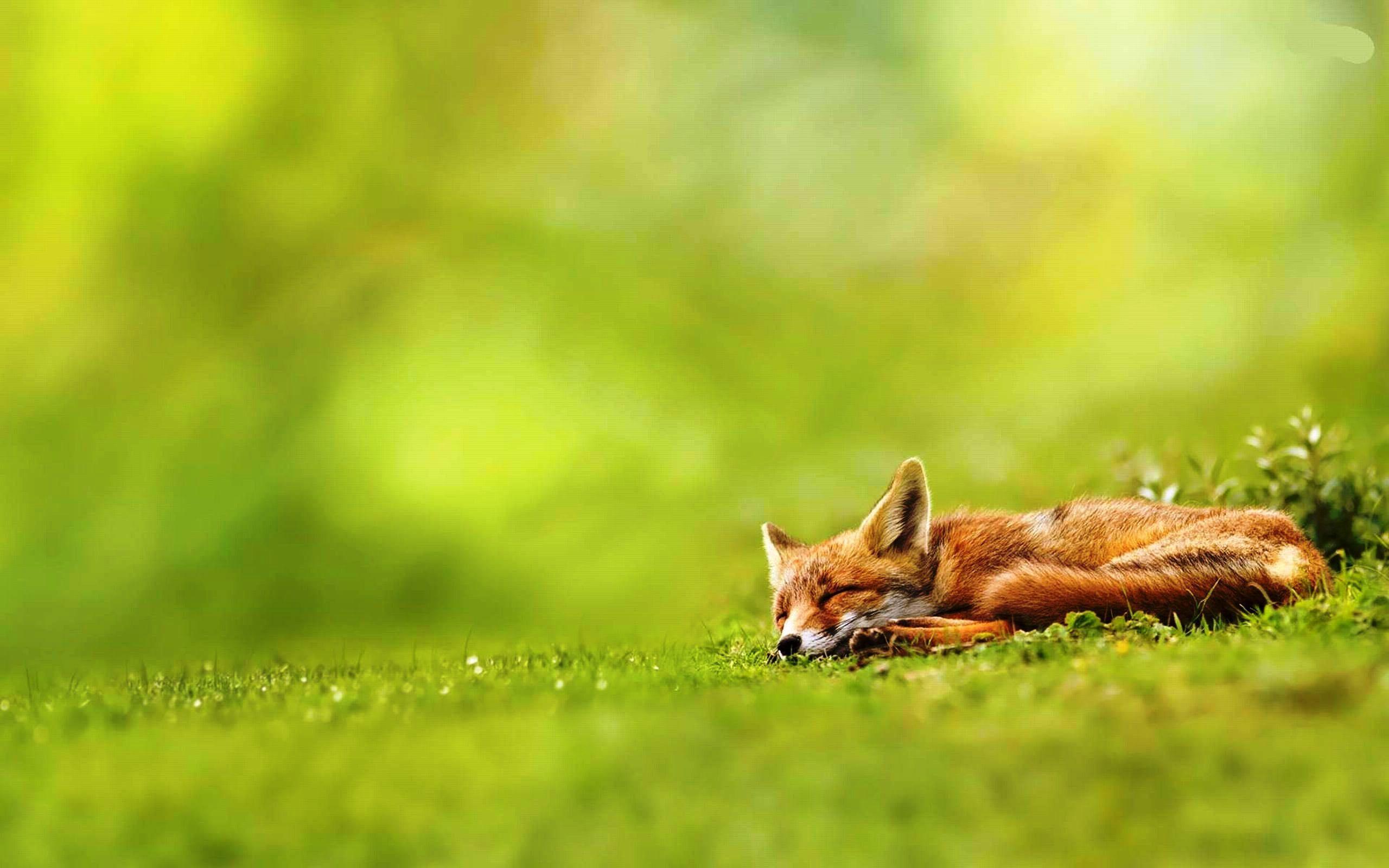 2560x1600 Fox Animal HD Wallpaper. Red Fox Animal Picture