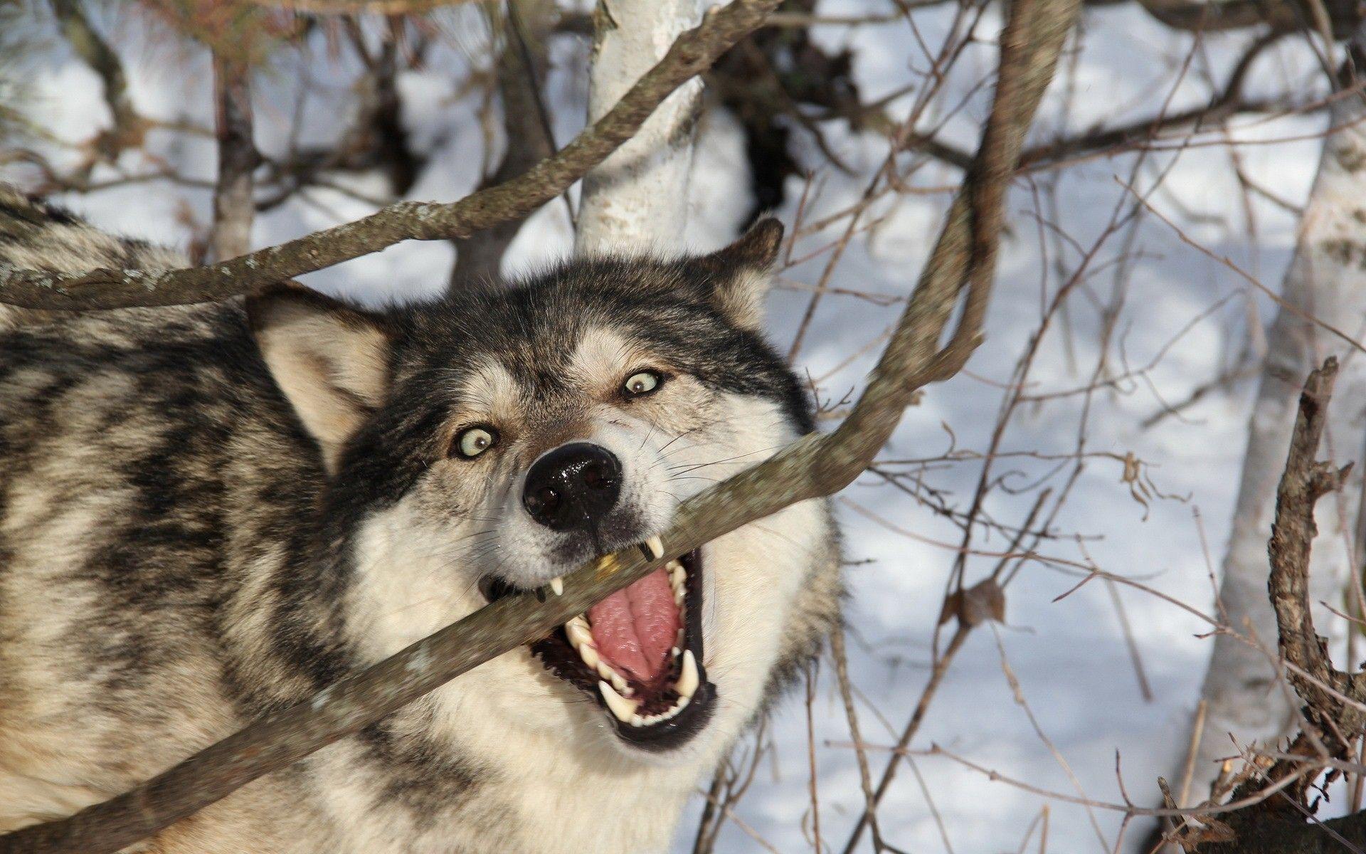1920x1200 Angry Fox HD Wallpaper