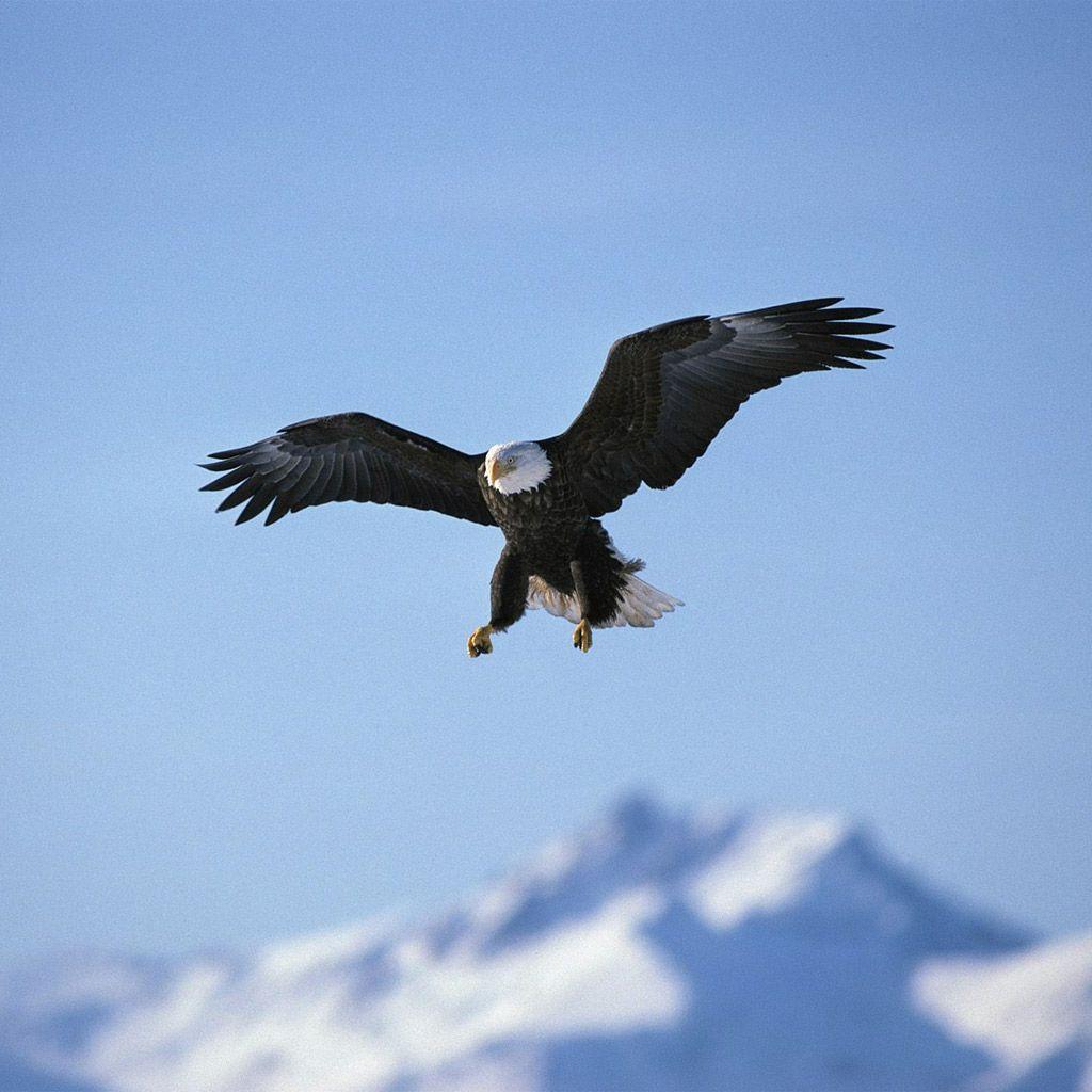 1024x1024 Different Types of Eagles with Picture. Eagle image, Bald